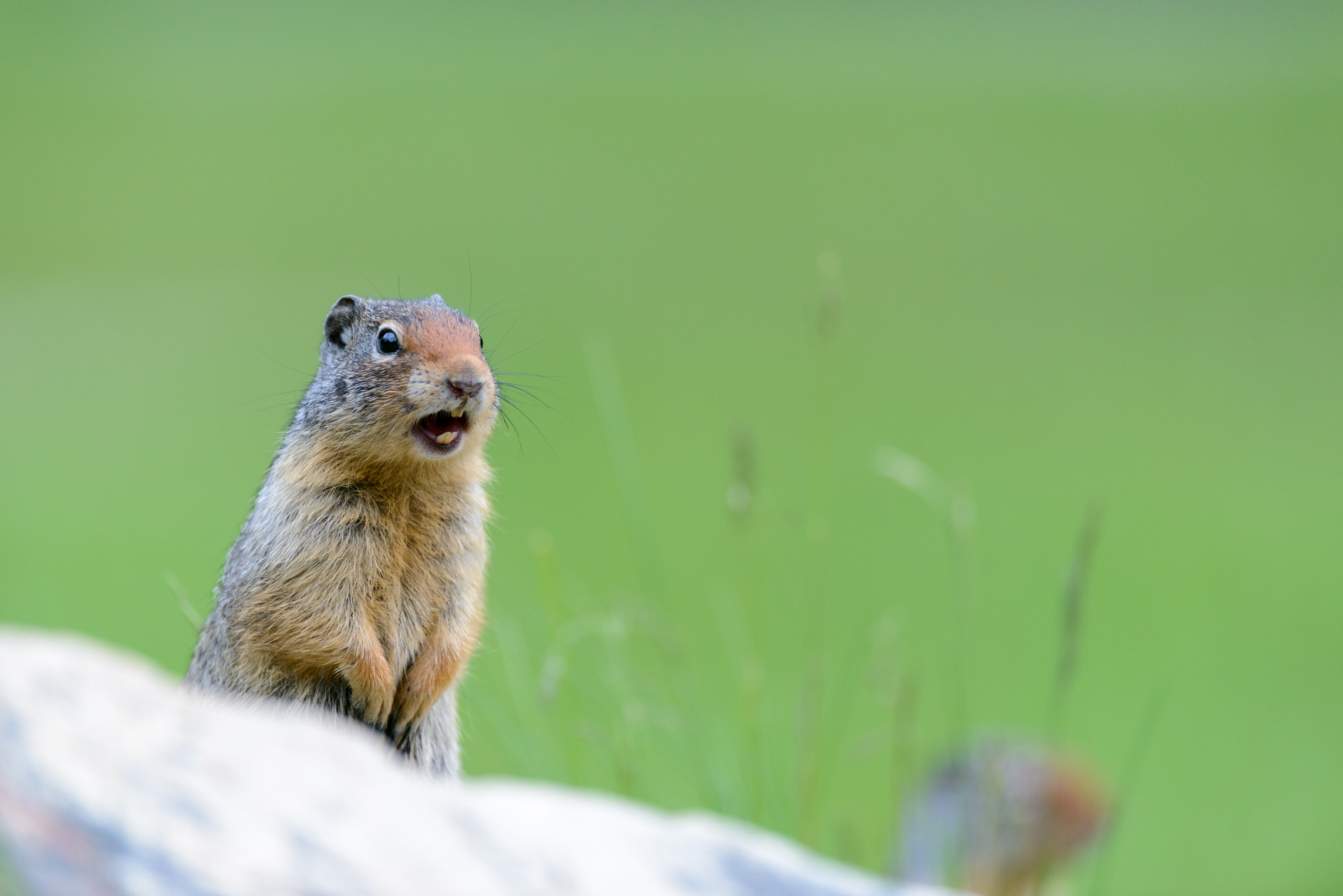 Columbian Ground Squirrel