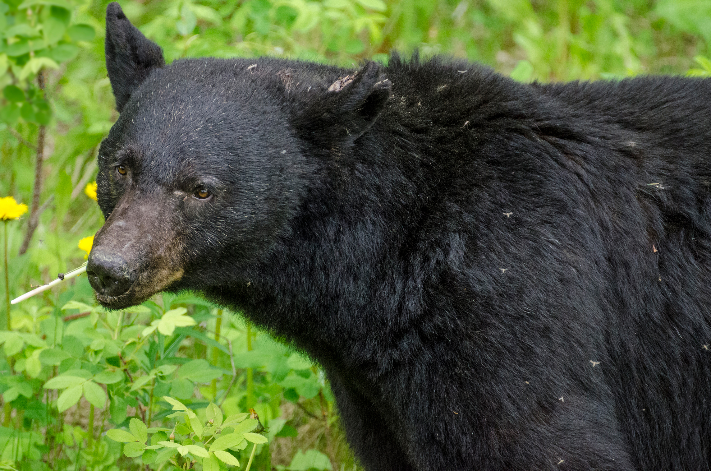 Schwarzbär
