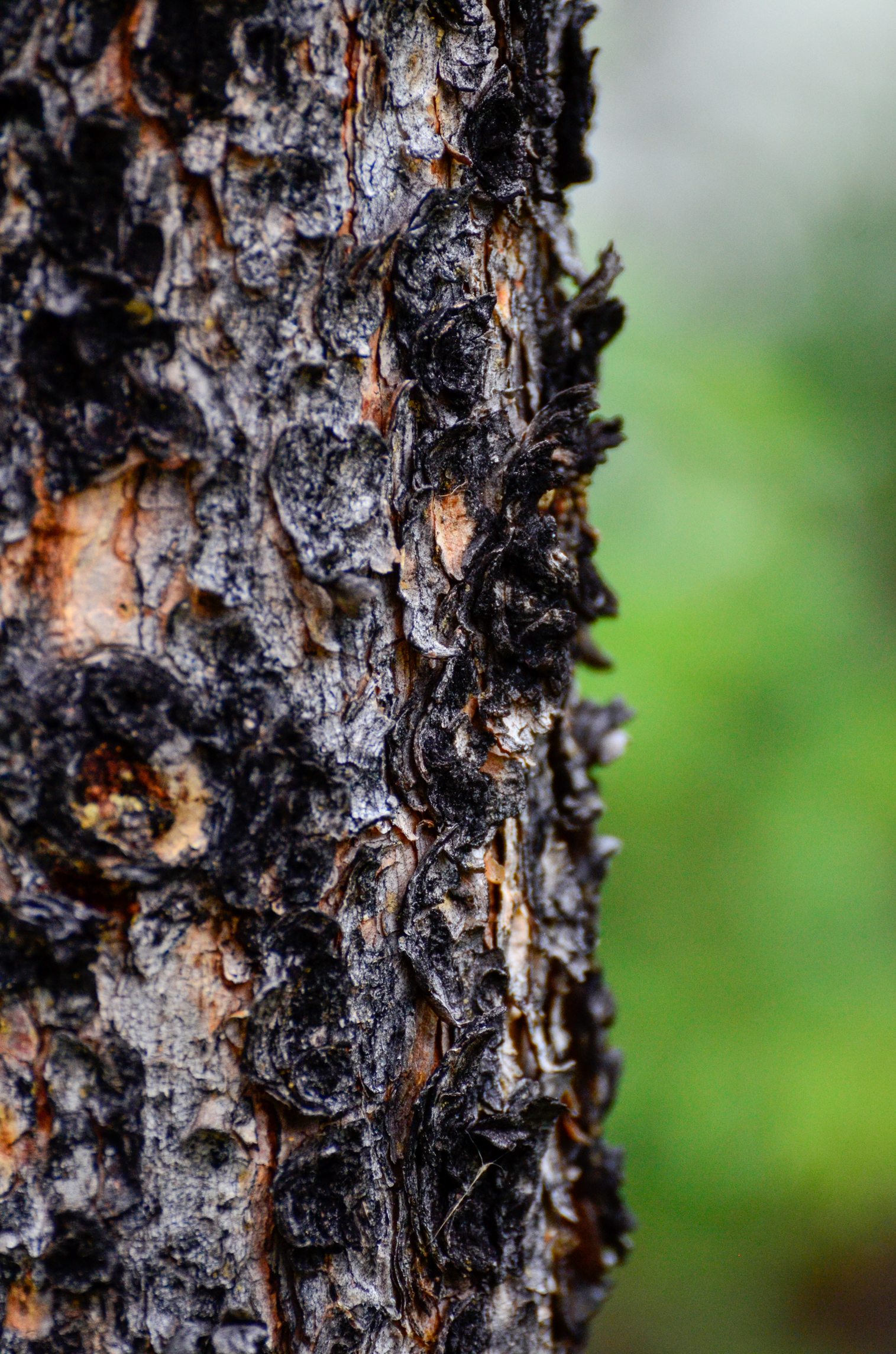 Coniferous Lodgepole Pine