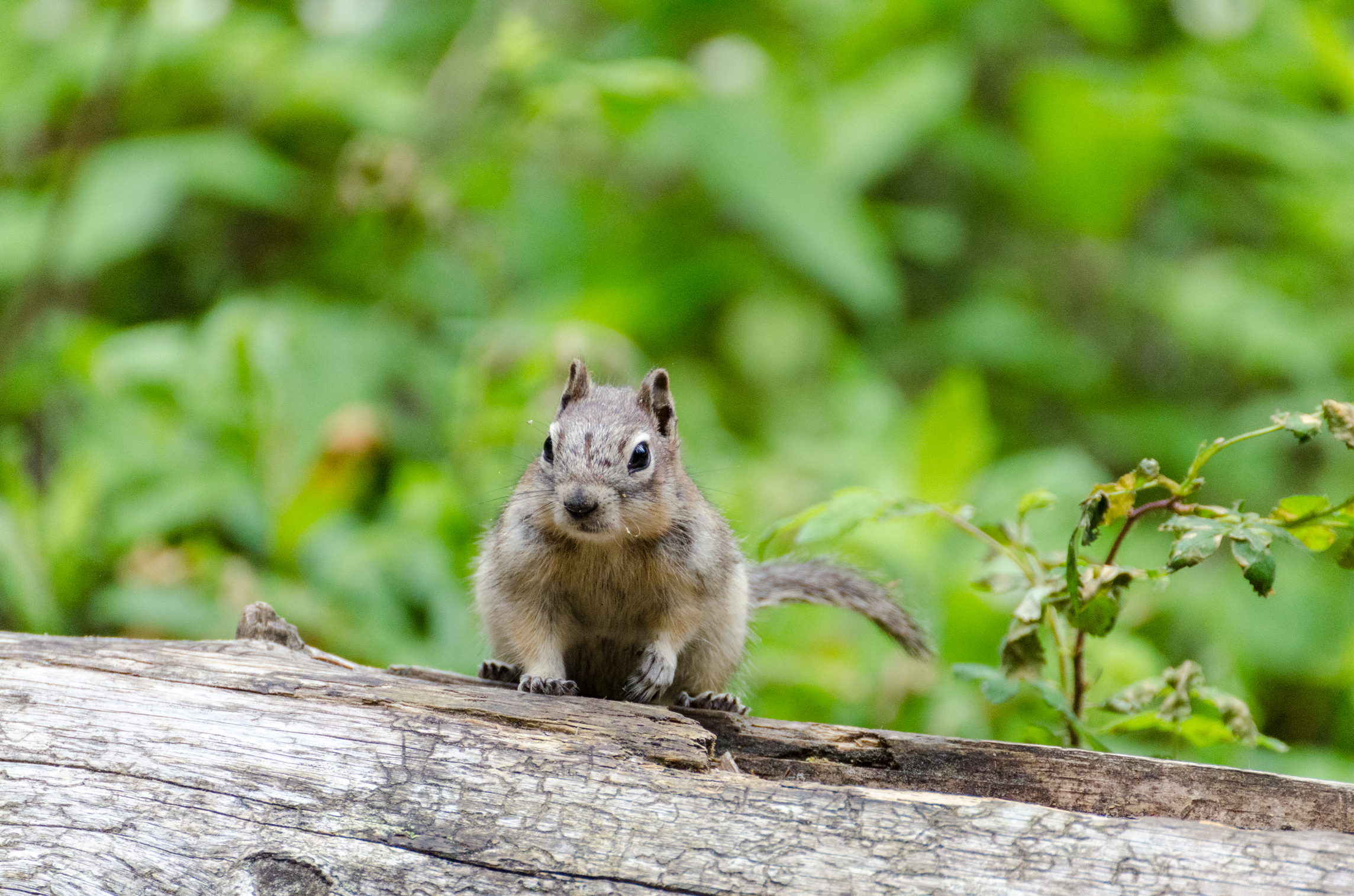 Chipmunk