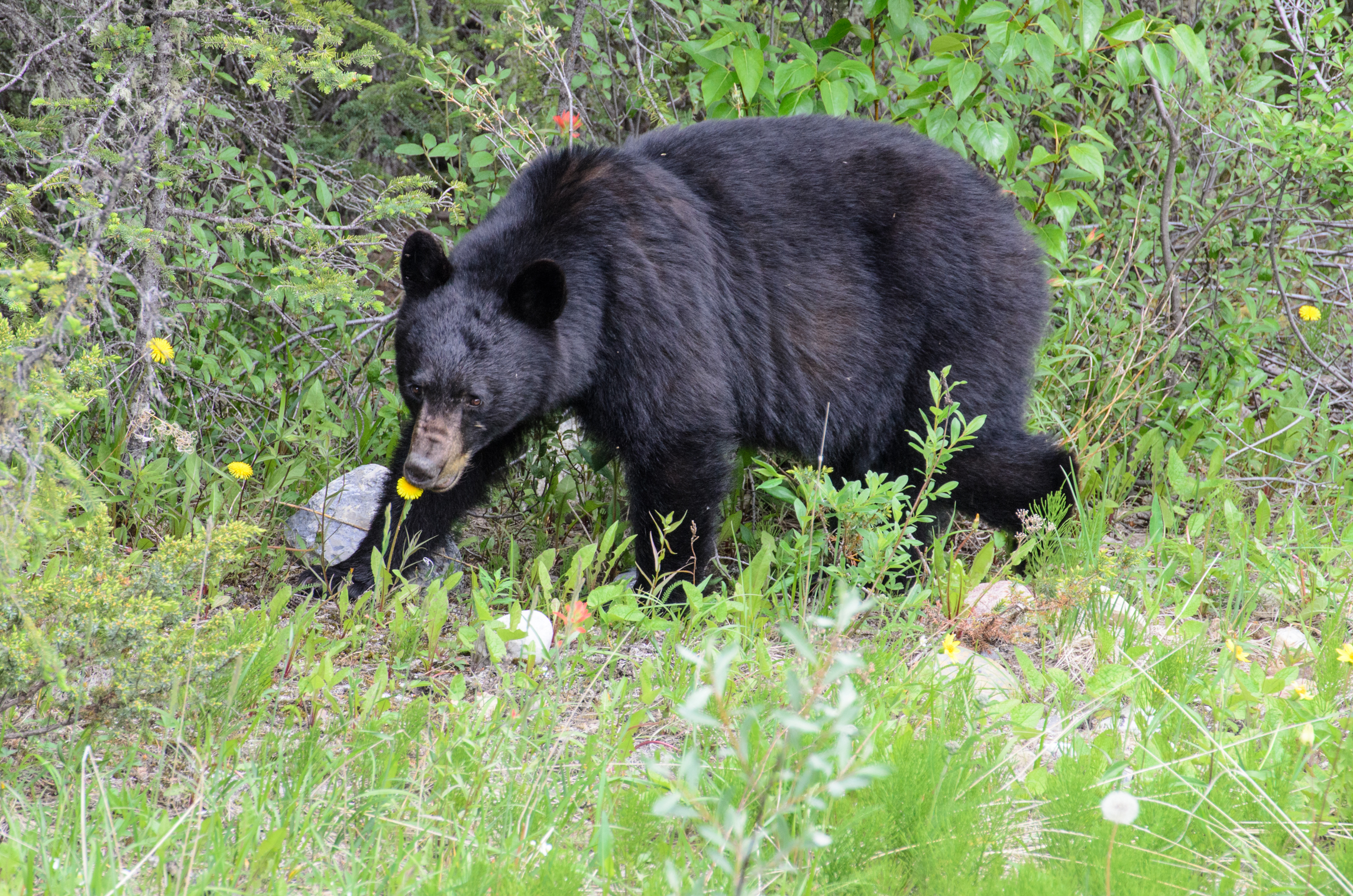 Schwarzbär