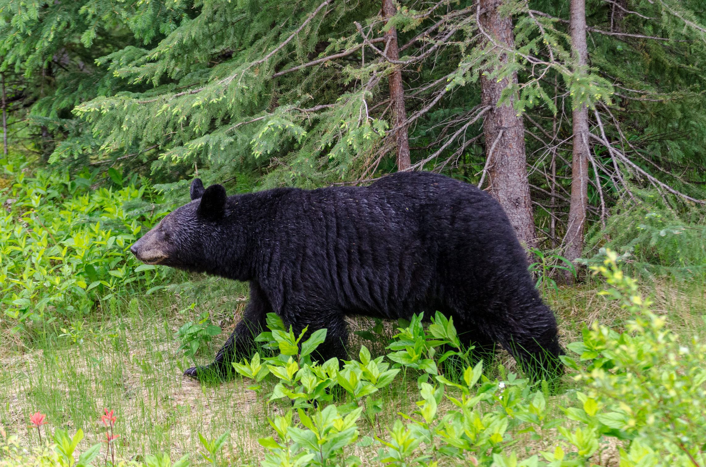 Schwarzbär