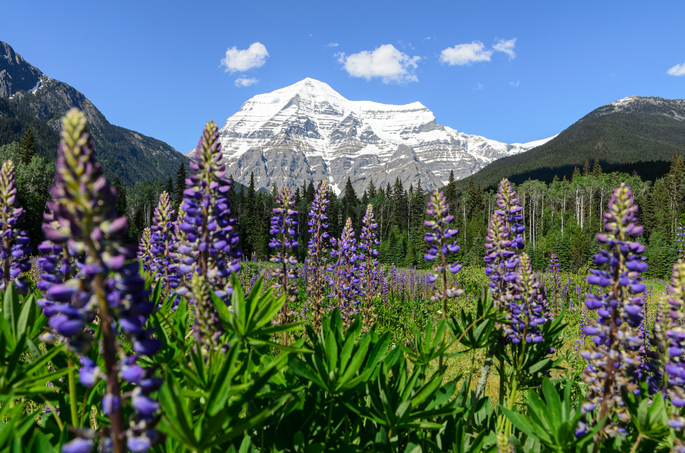 Mount Robson mit Lupinen, British Columbia