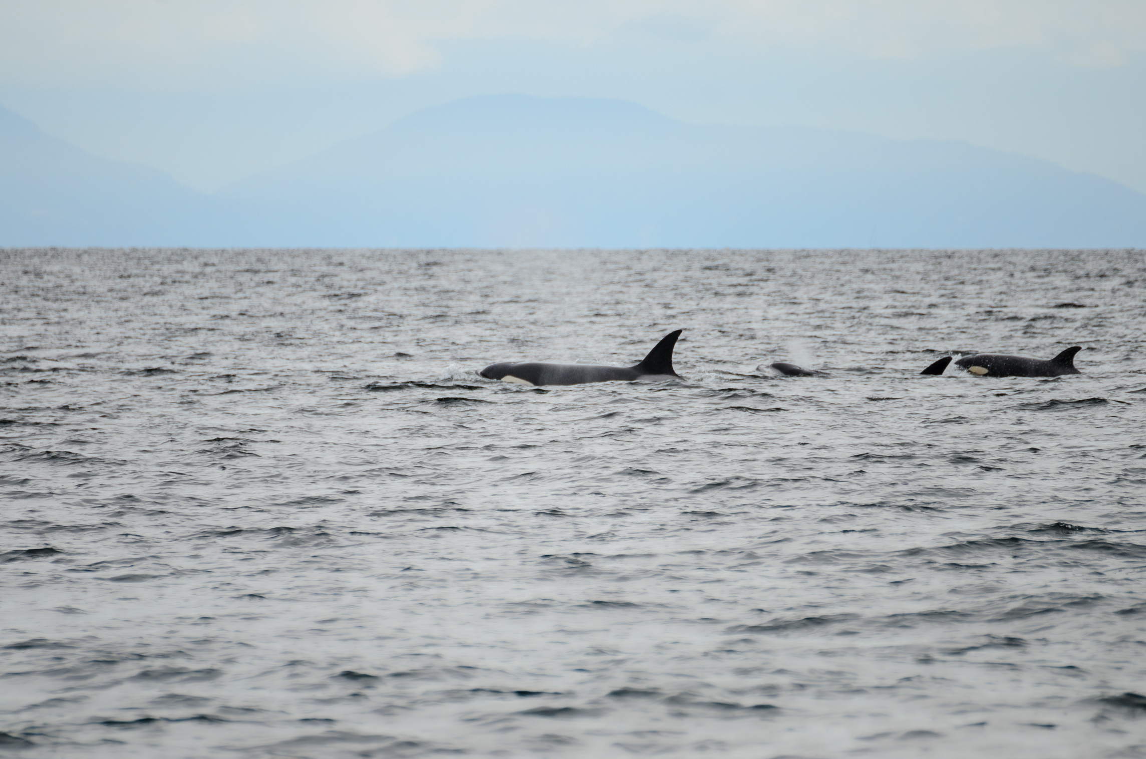 Orcas, Strait of Georgia, British Columbia