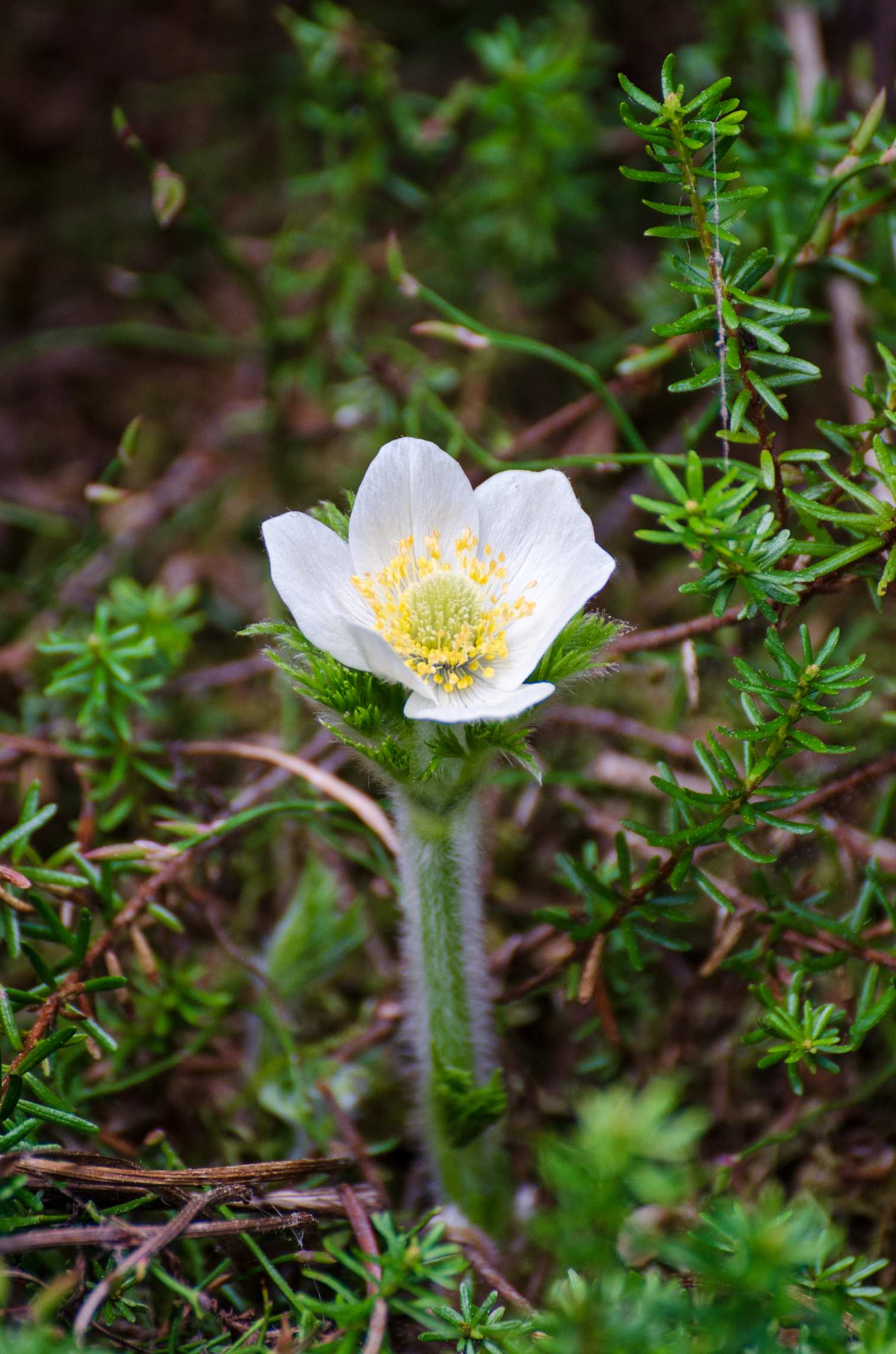 Mountain Pasque Flower