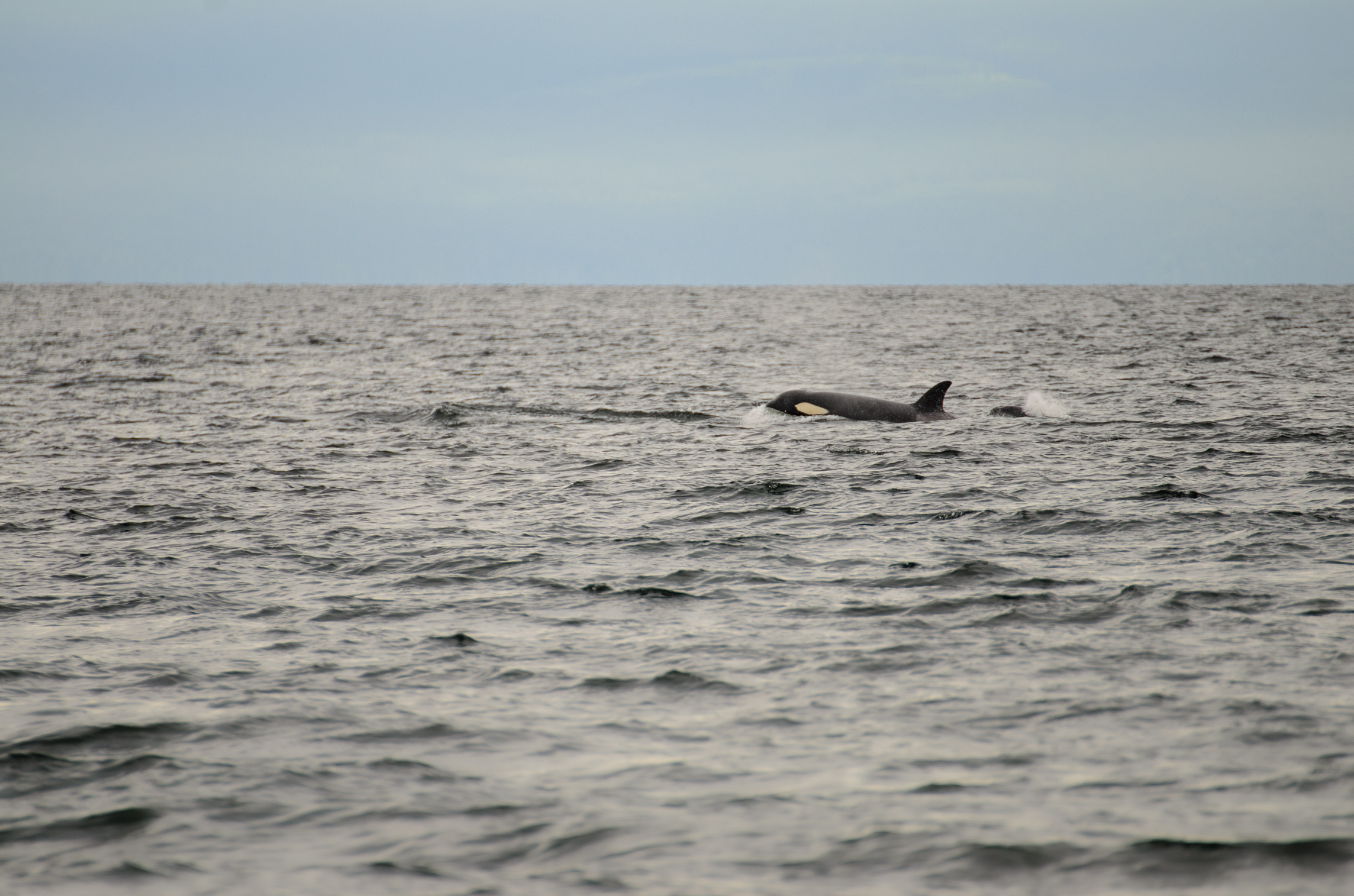 Orcas, Strait of Georgia, British Columbia