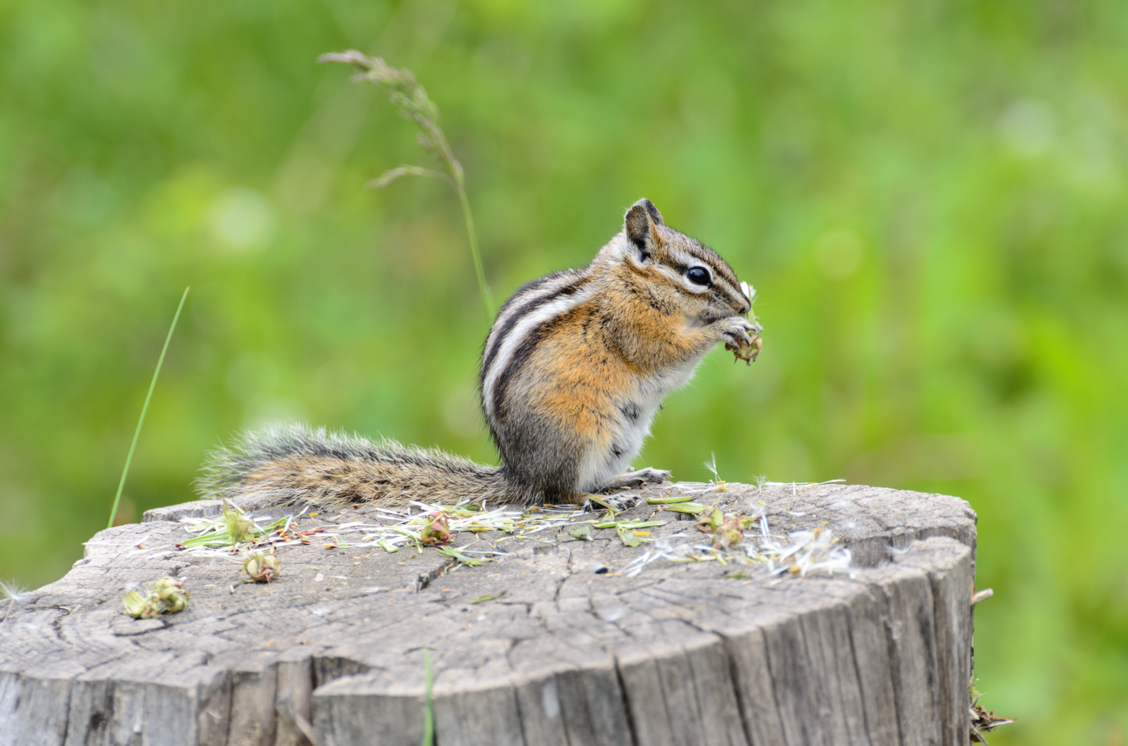 Chipmunk