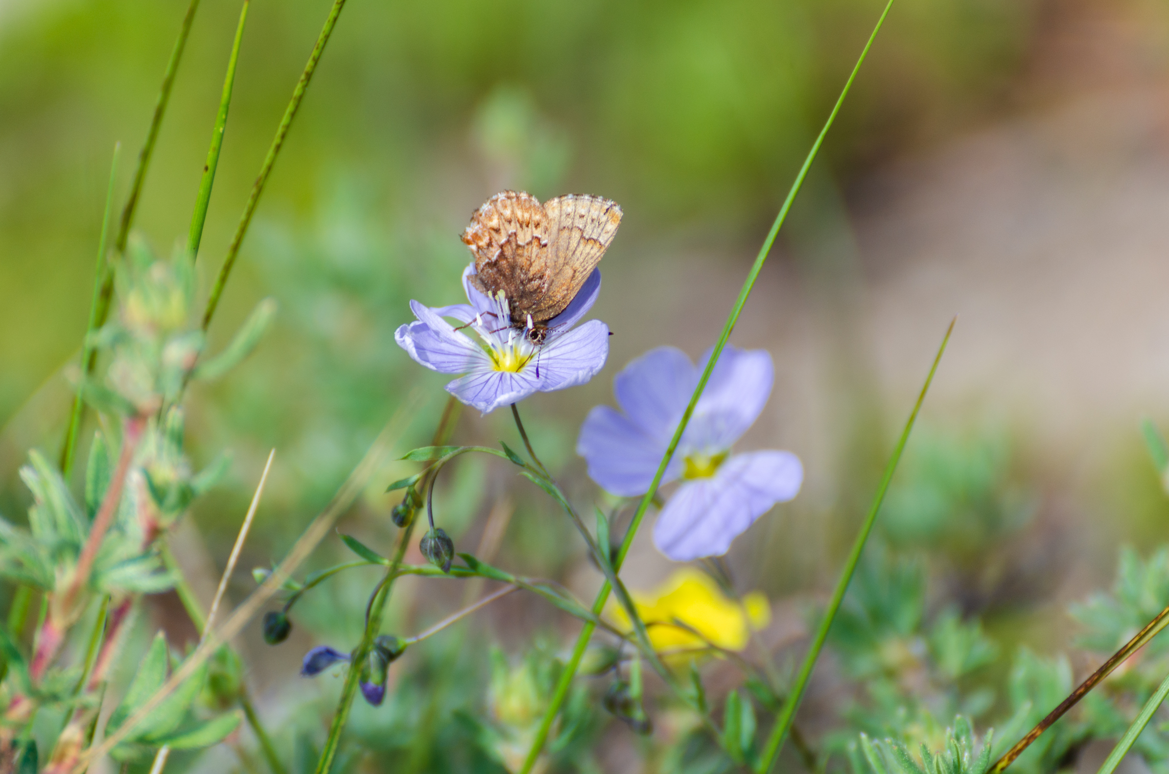 Eastern Pine Elfin Butterfly