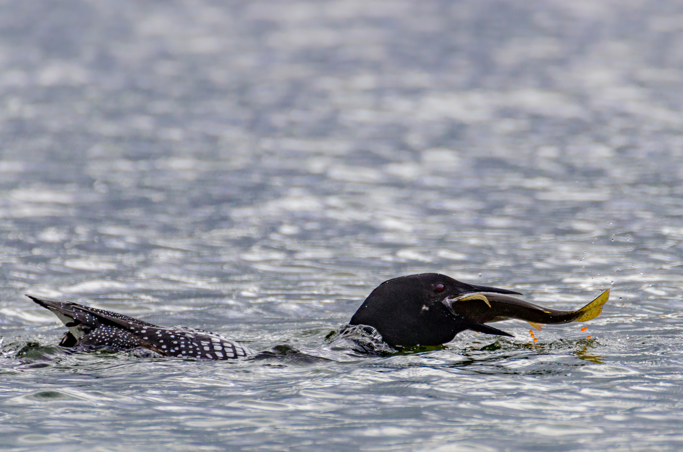 Common Loon