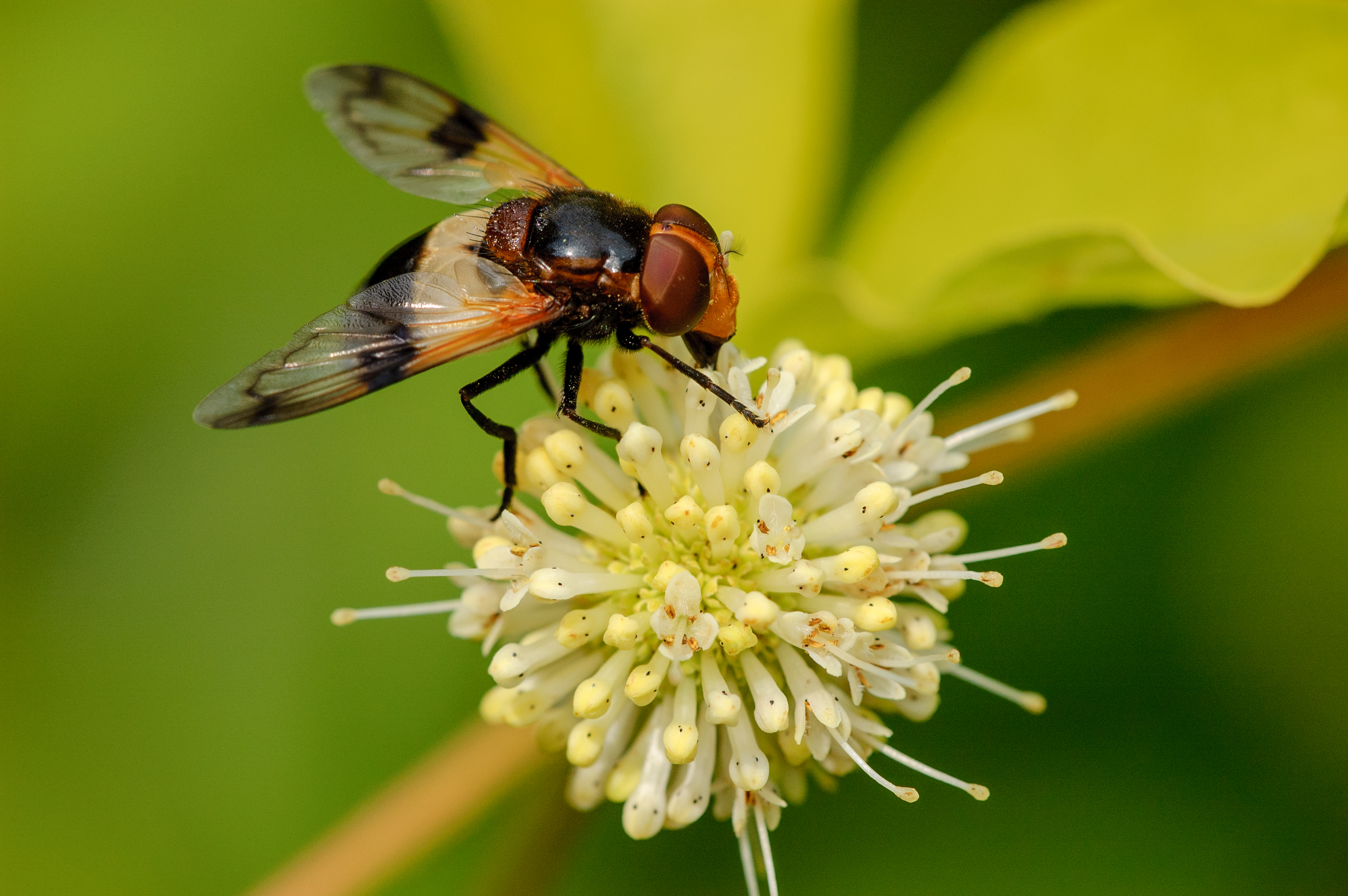 Gemeine Waldschwebfliege
