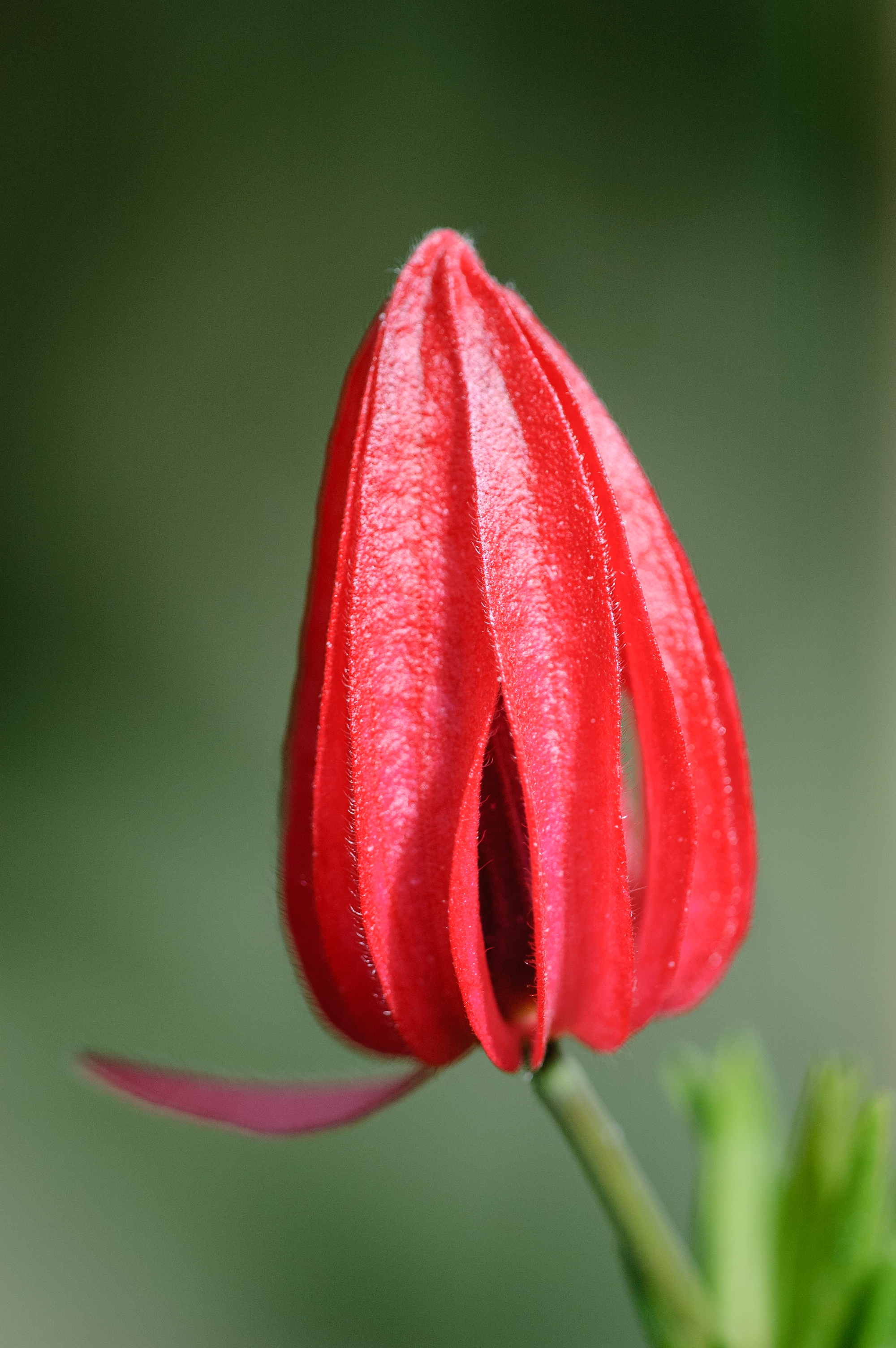 Pavonia multiflora