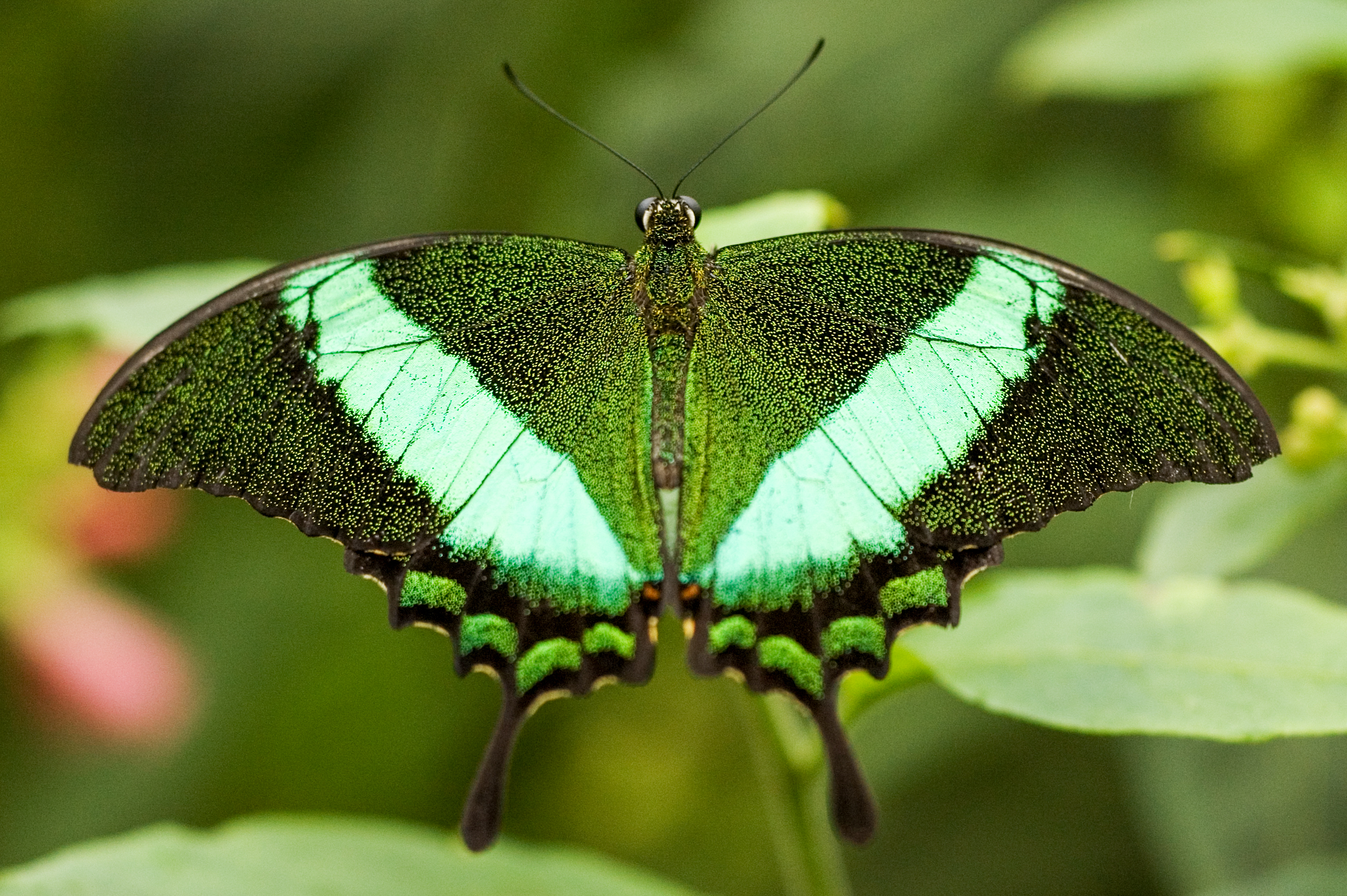 Papilio Palinurus
