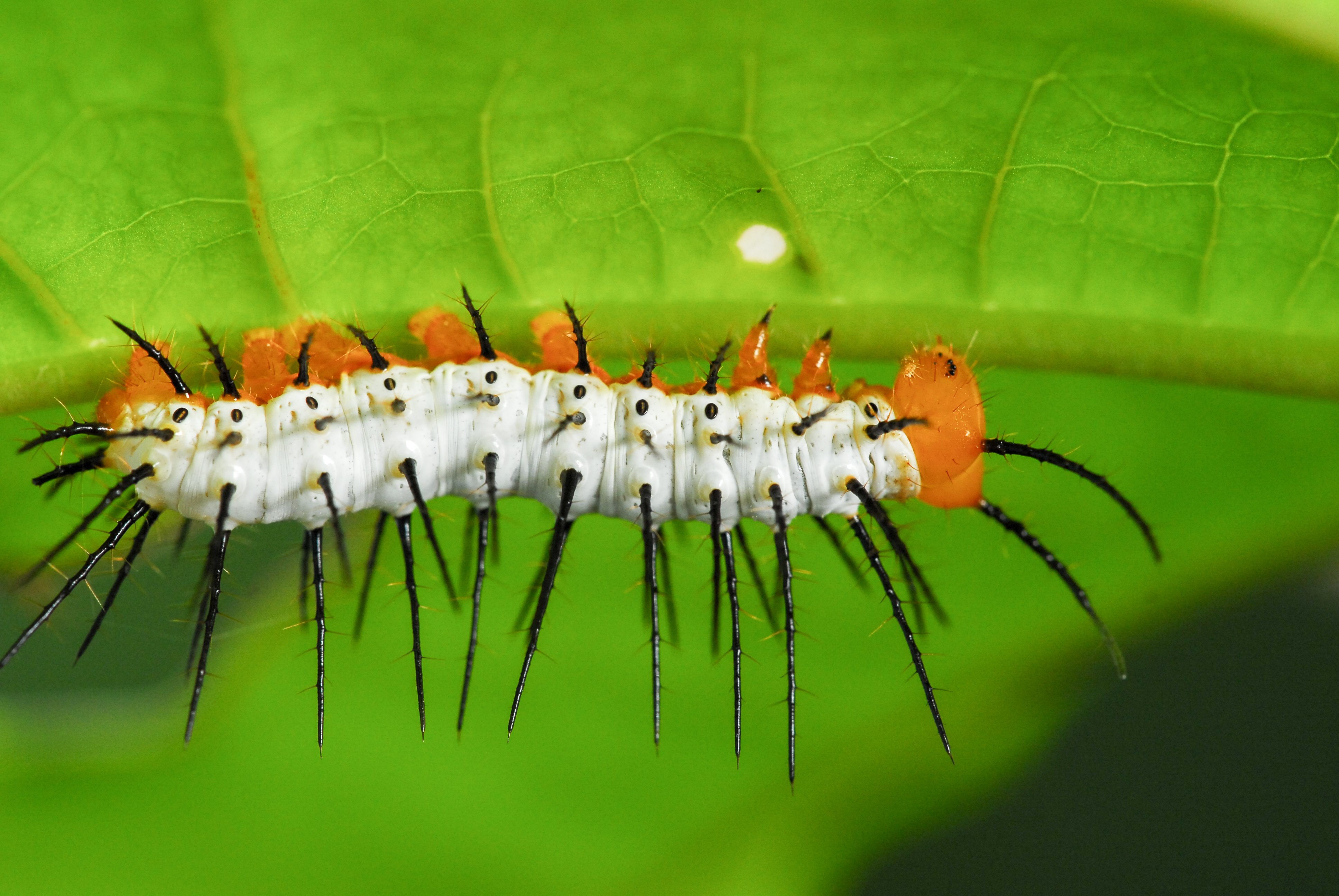 Raupe des Zebrafalters