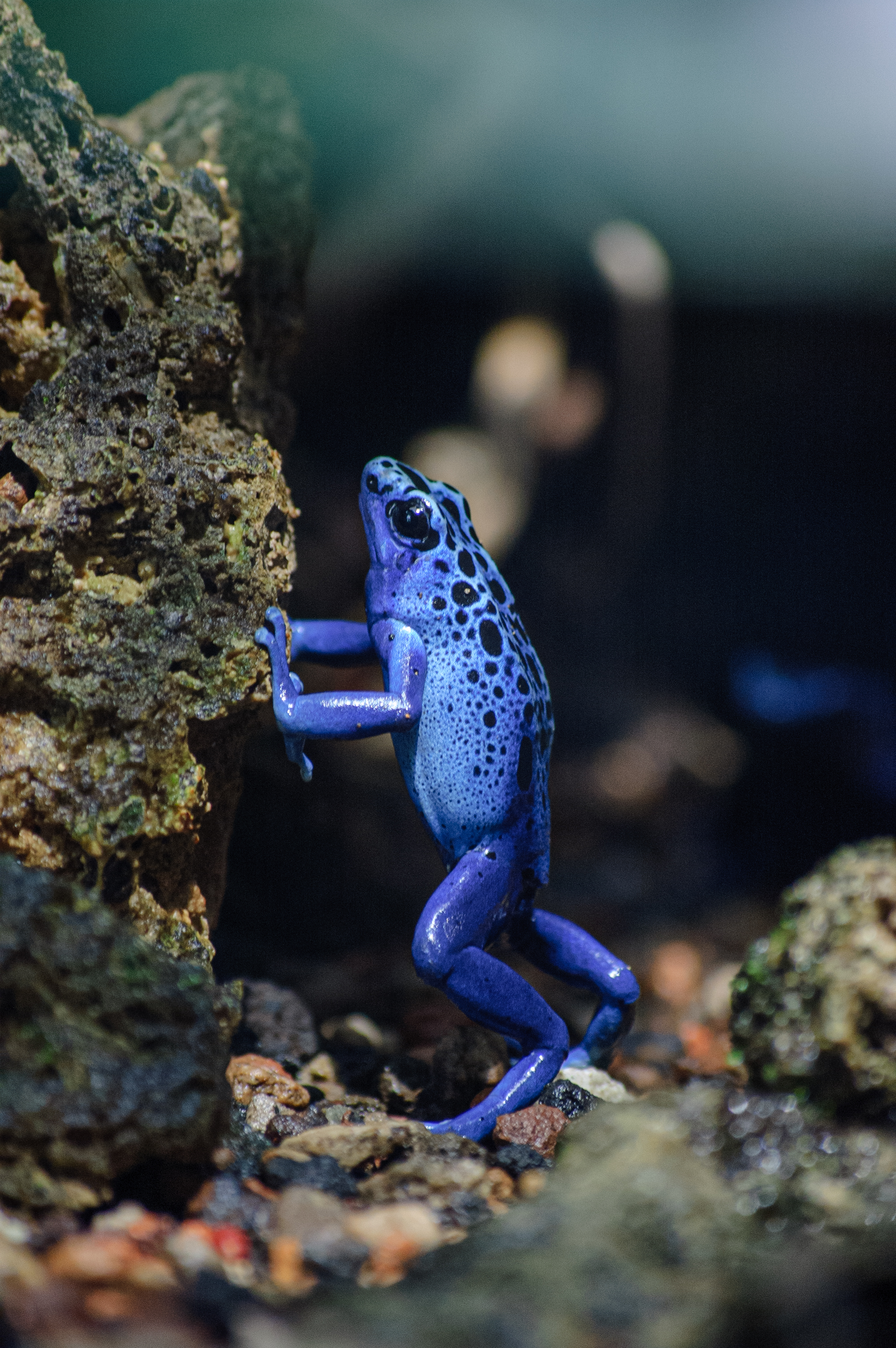 Blauer Pfeilgiftfrosch