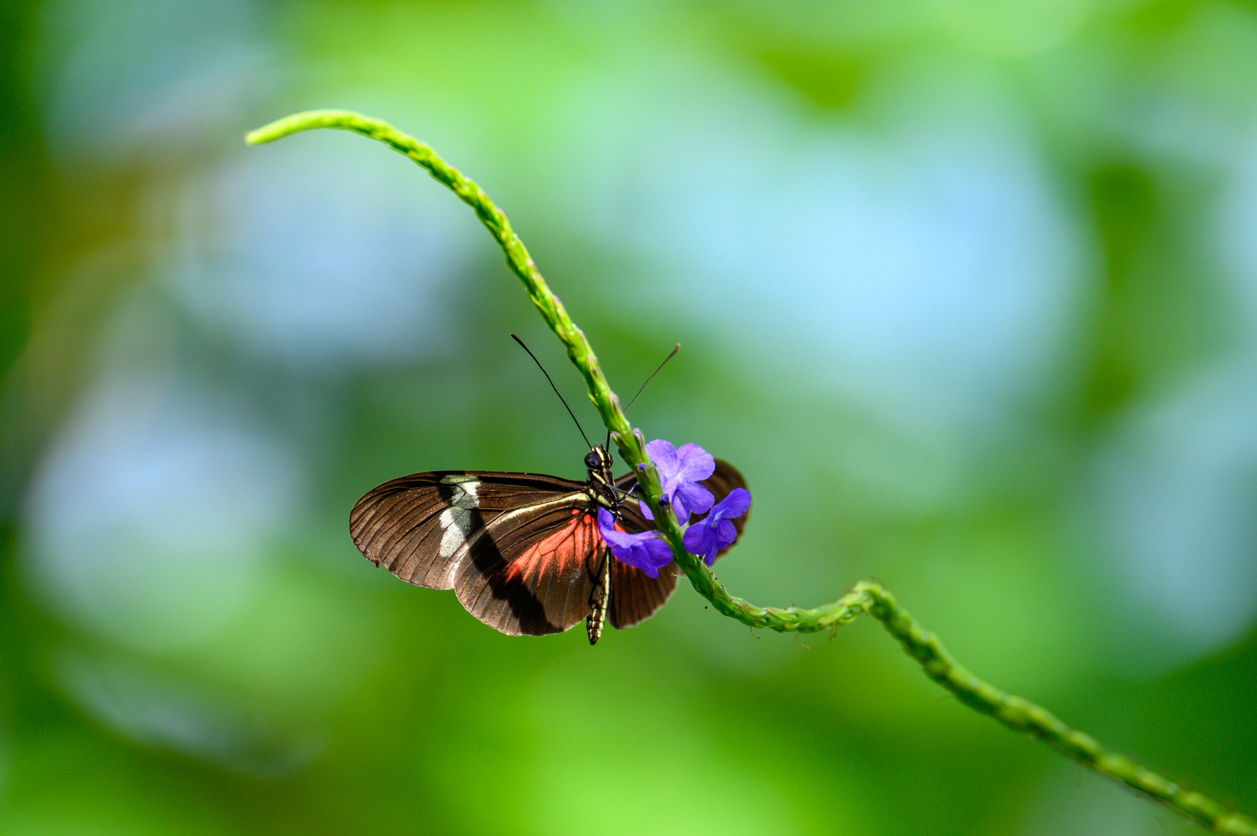 Heliconius clysonymus montanus