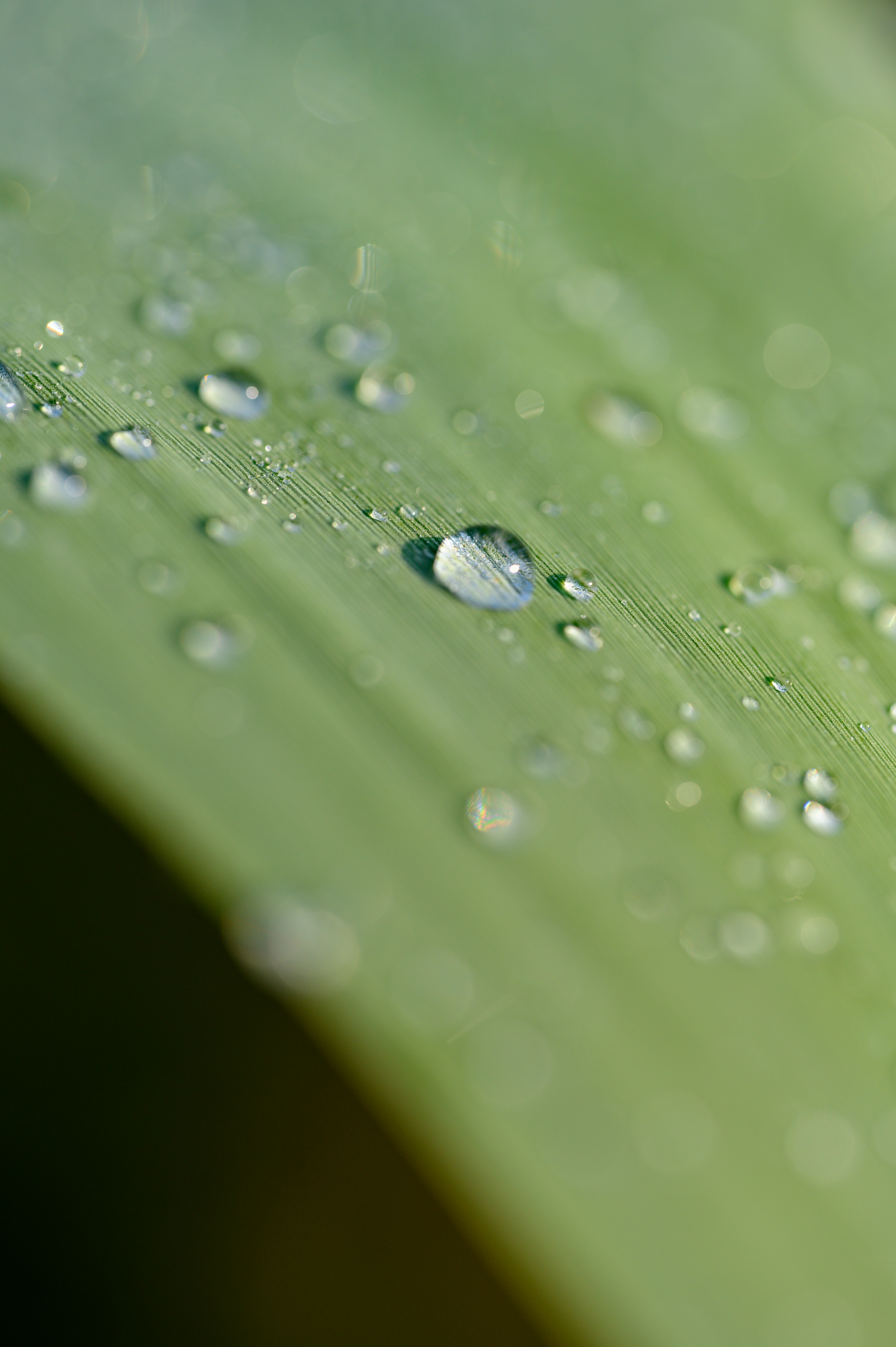 Wassertropfen auf Blatt