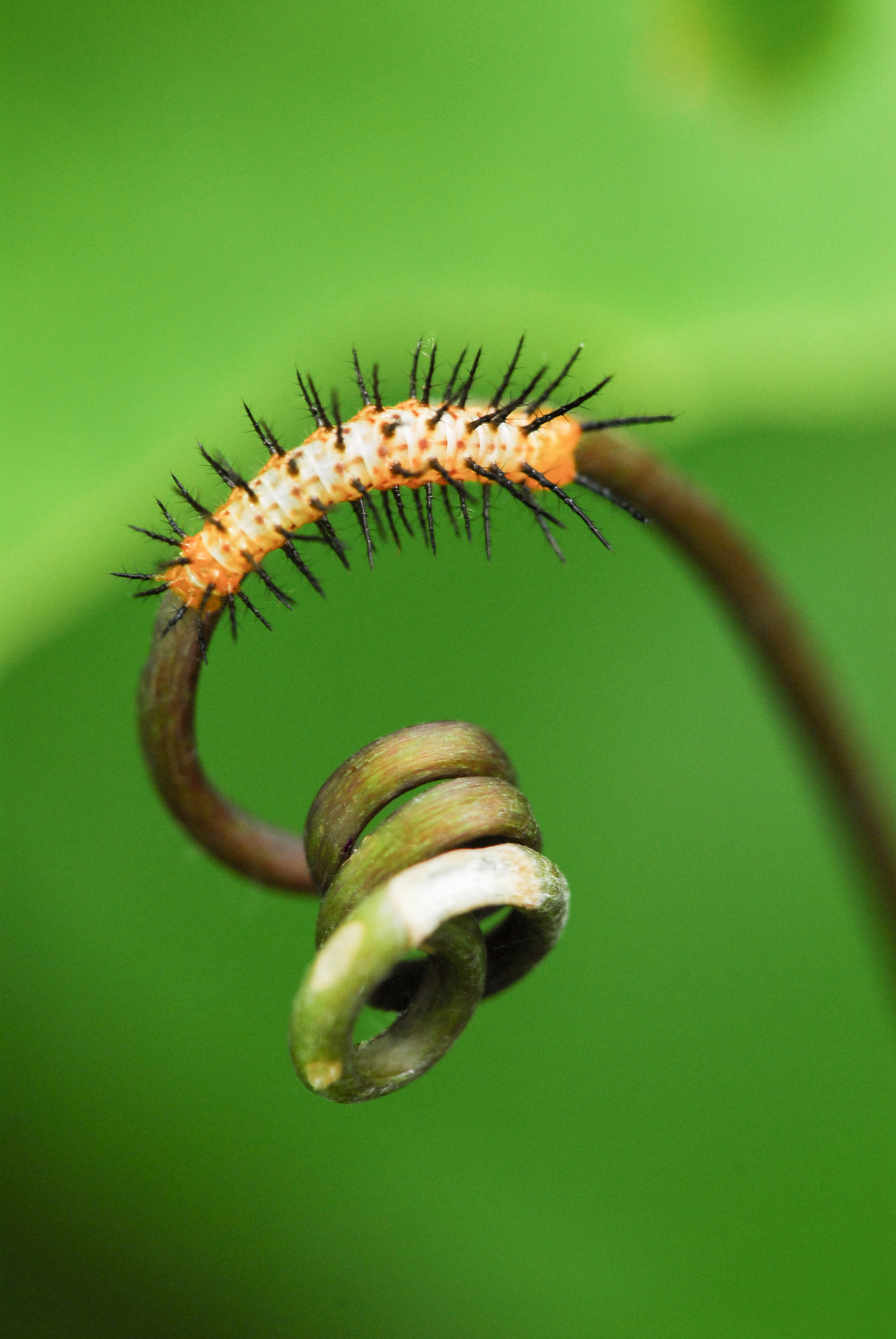 Raupe