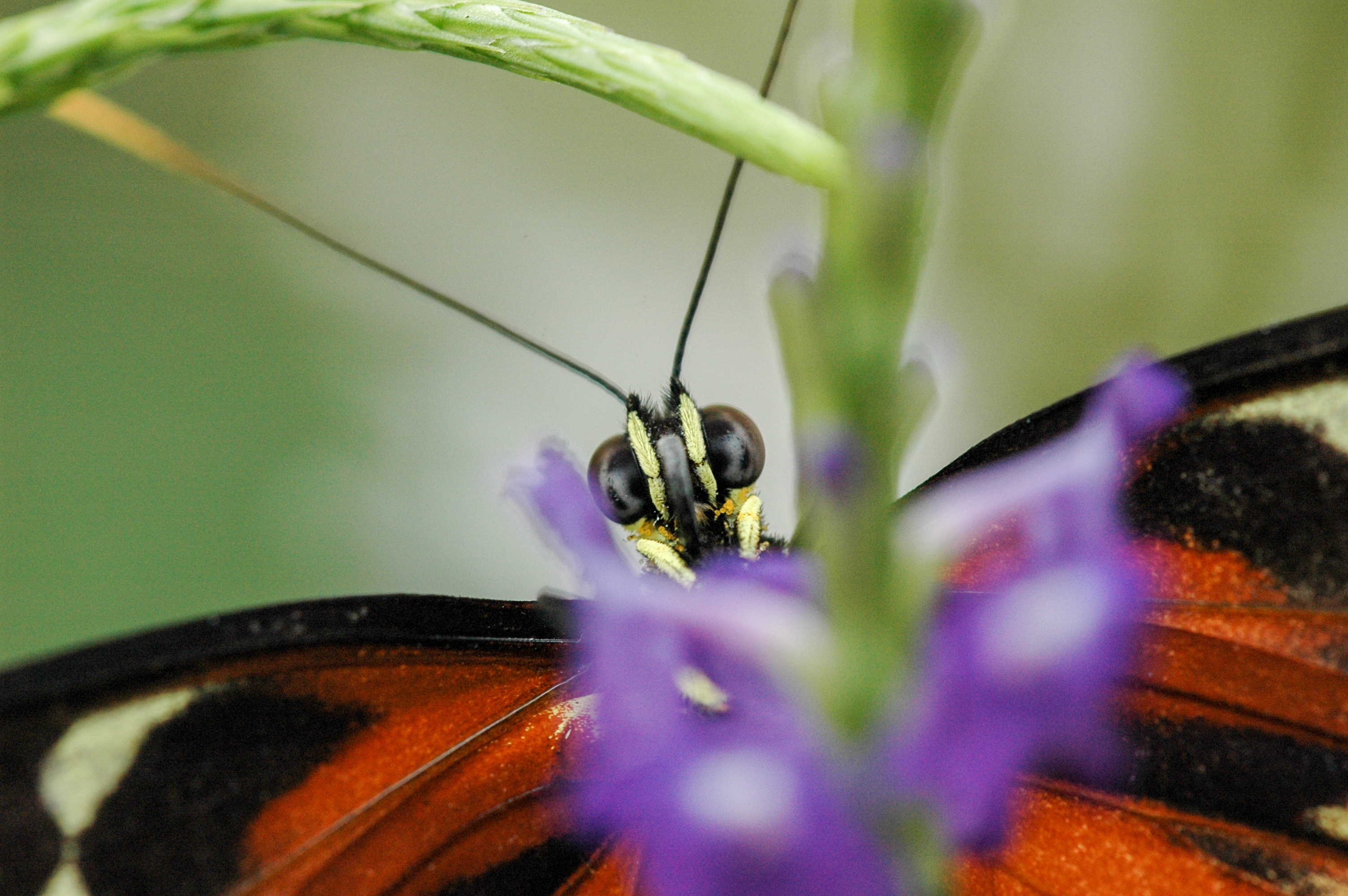 Passionsblumenfalter