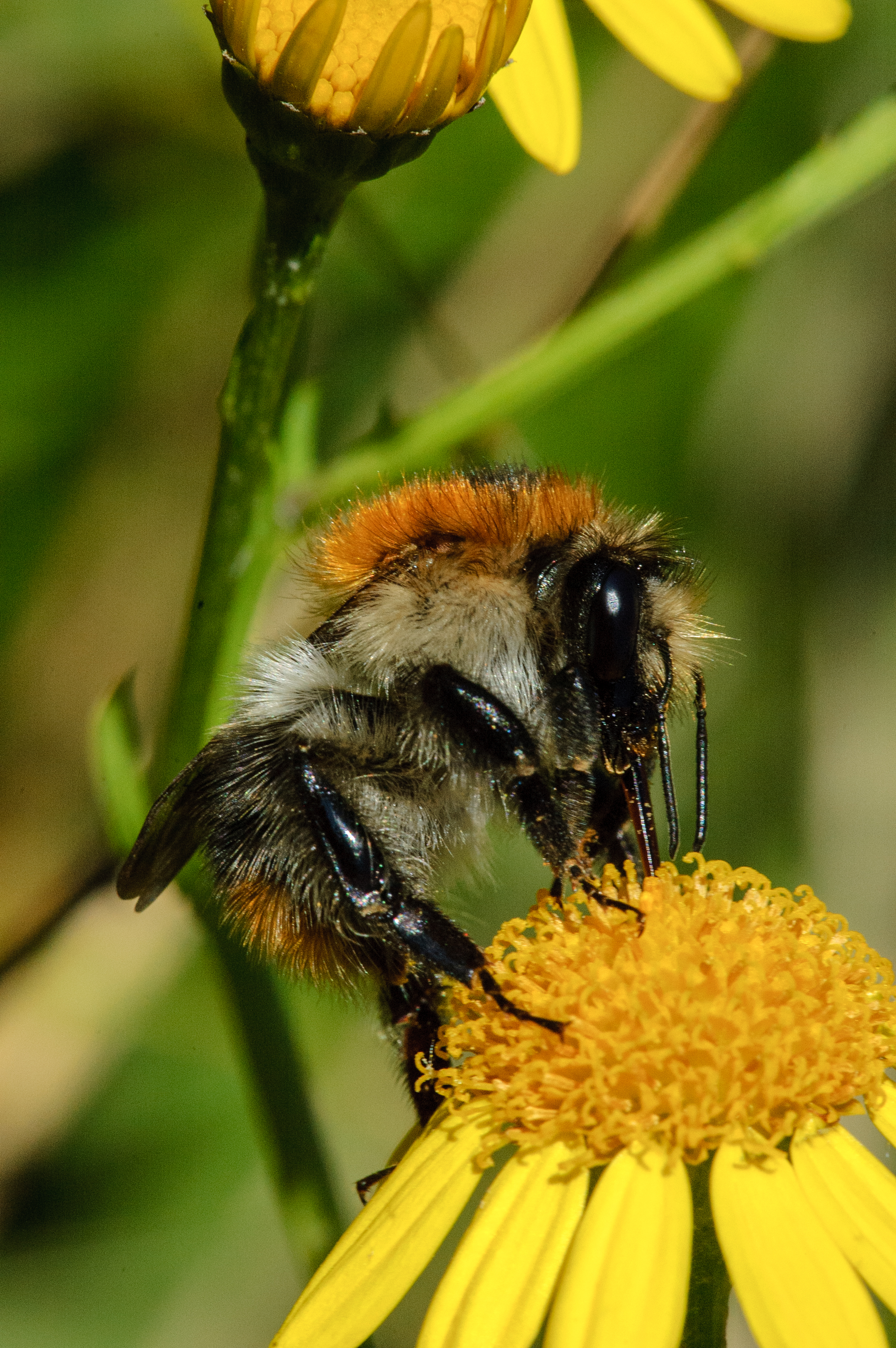 Ackerhummel