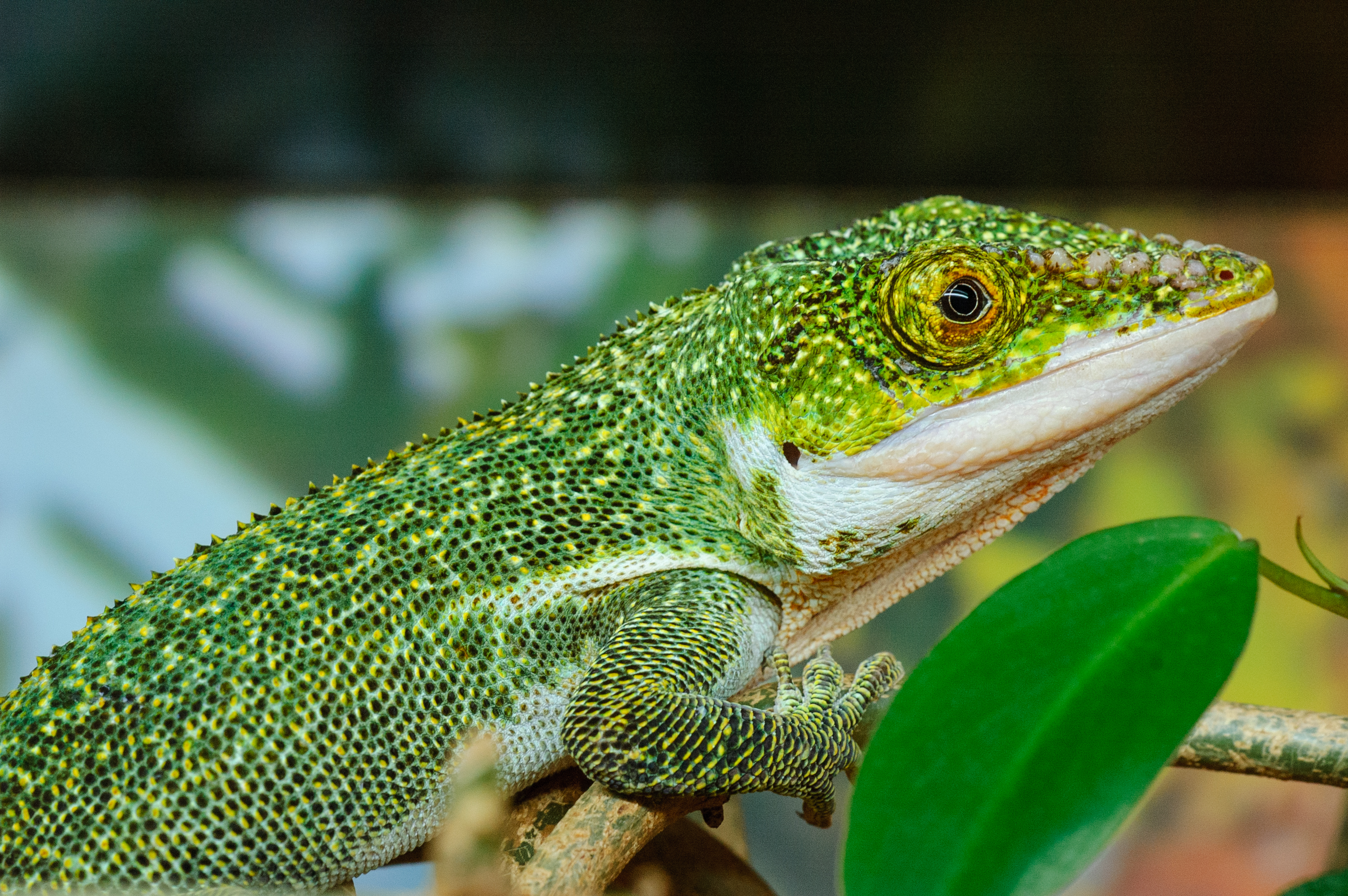Anolis