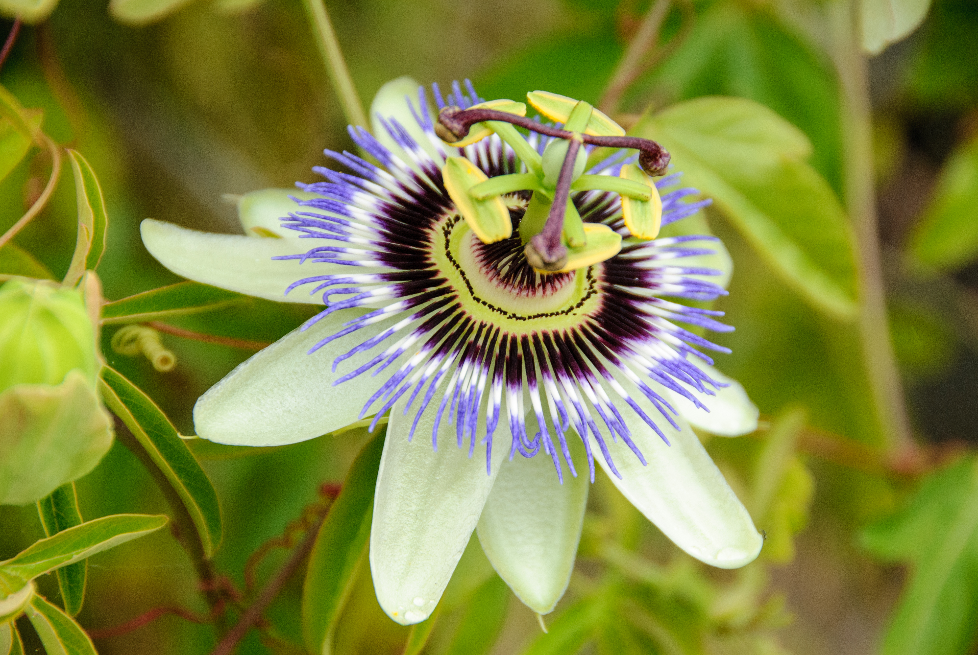 Passionsblume