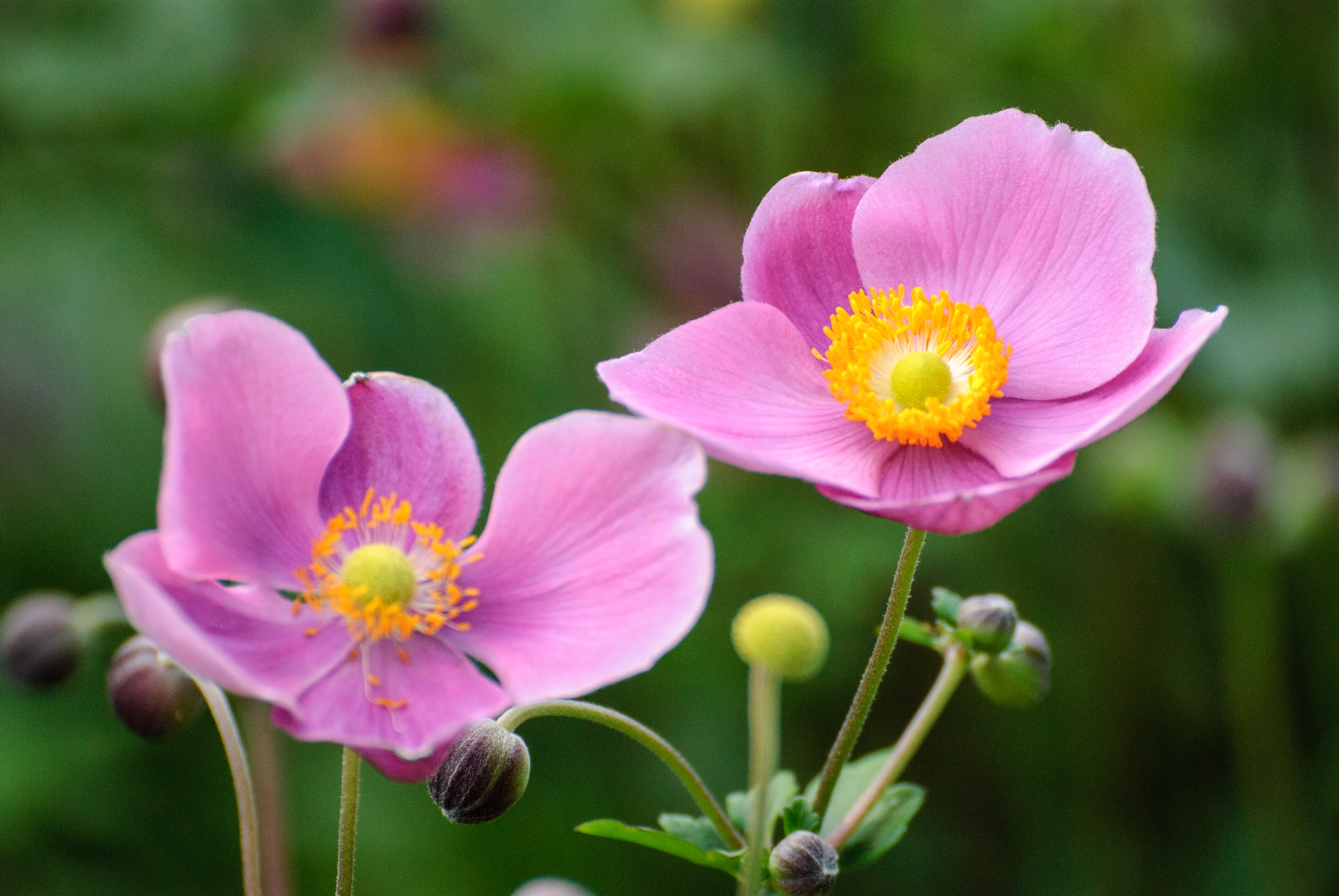 Herbst-Anemone