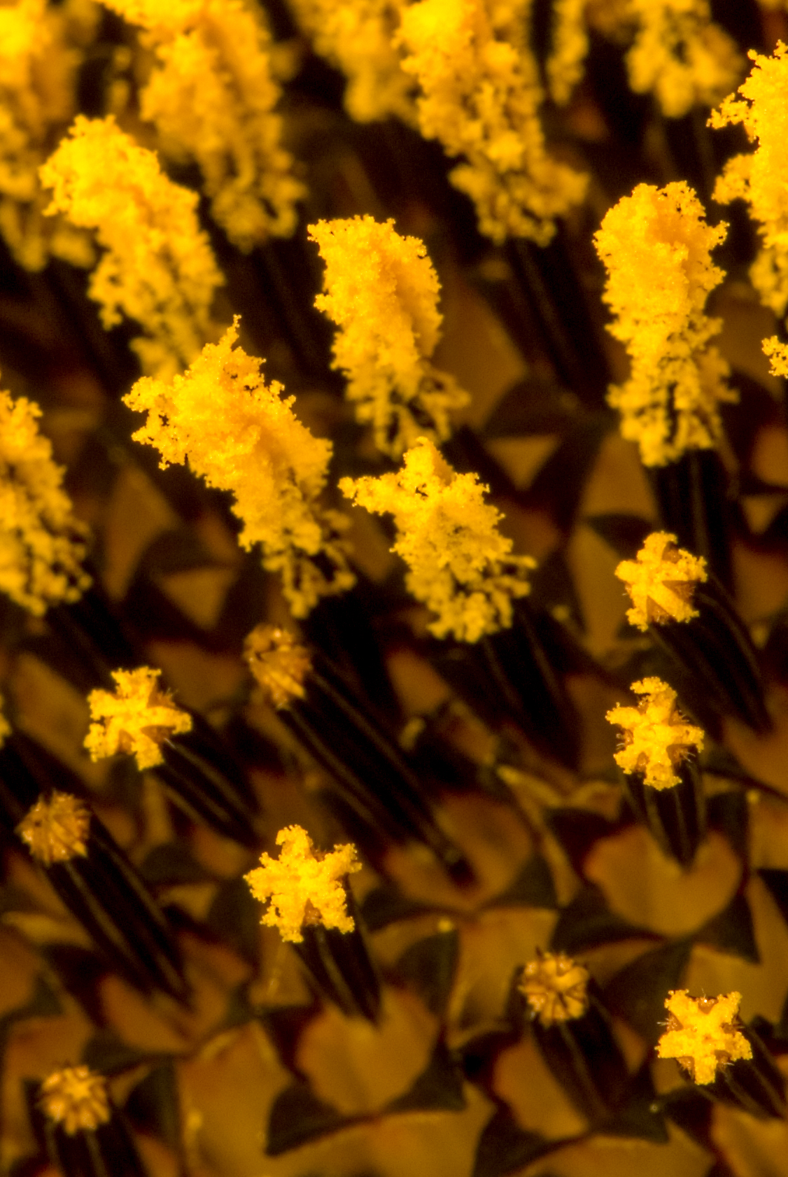Detail Sonnenblume