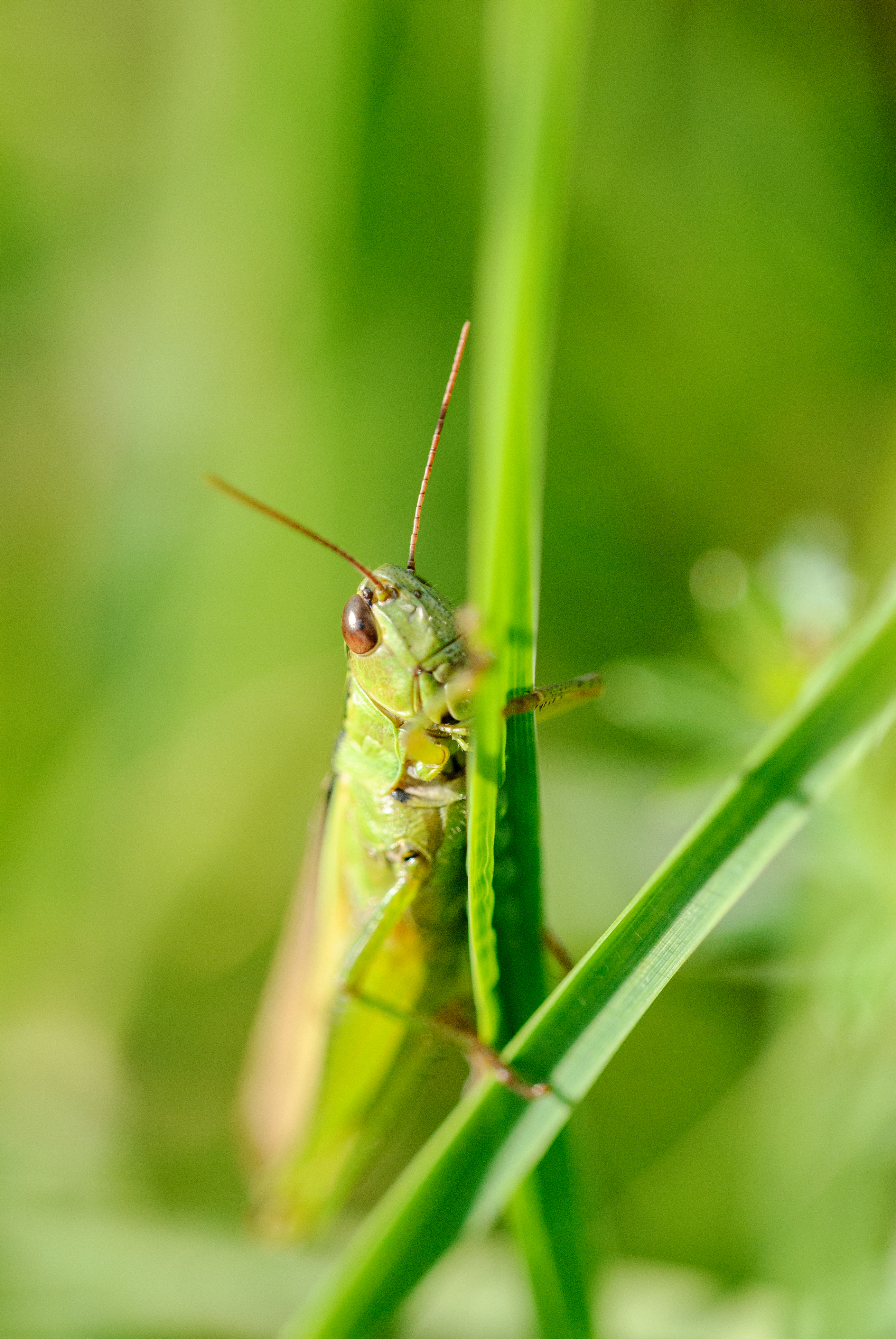 Grashüpfer