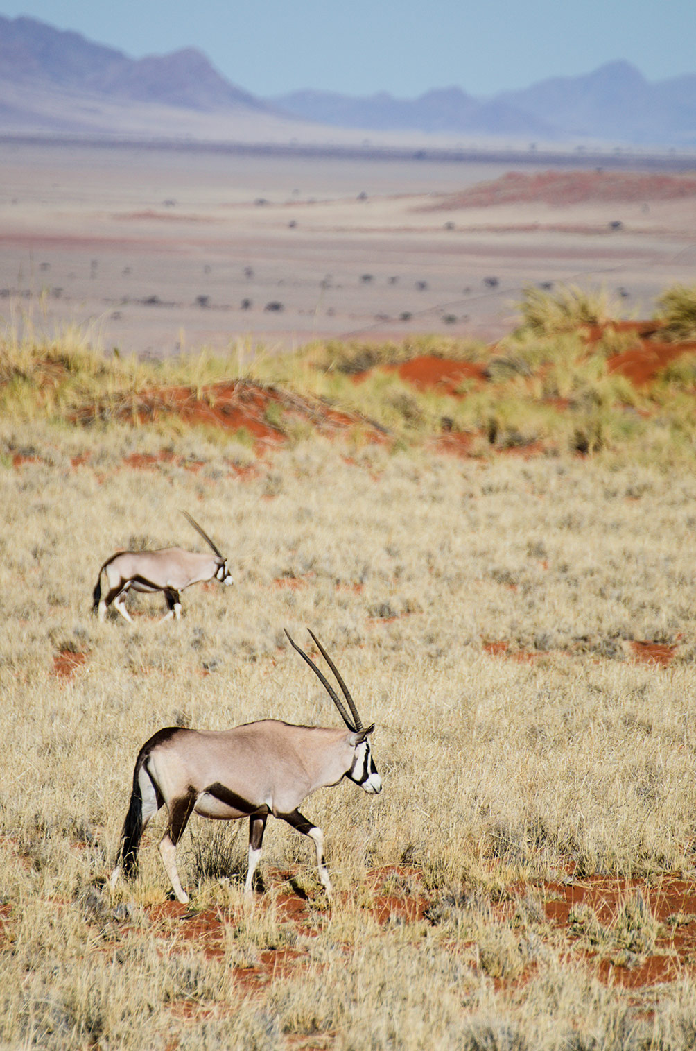 Oryxantilopen, Wolwedans