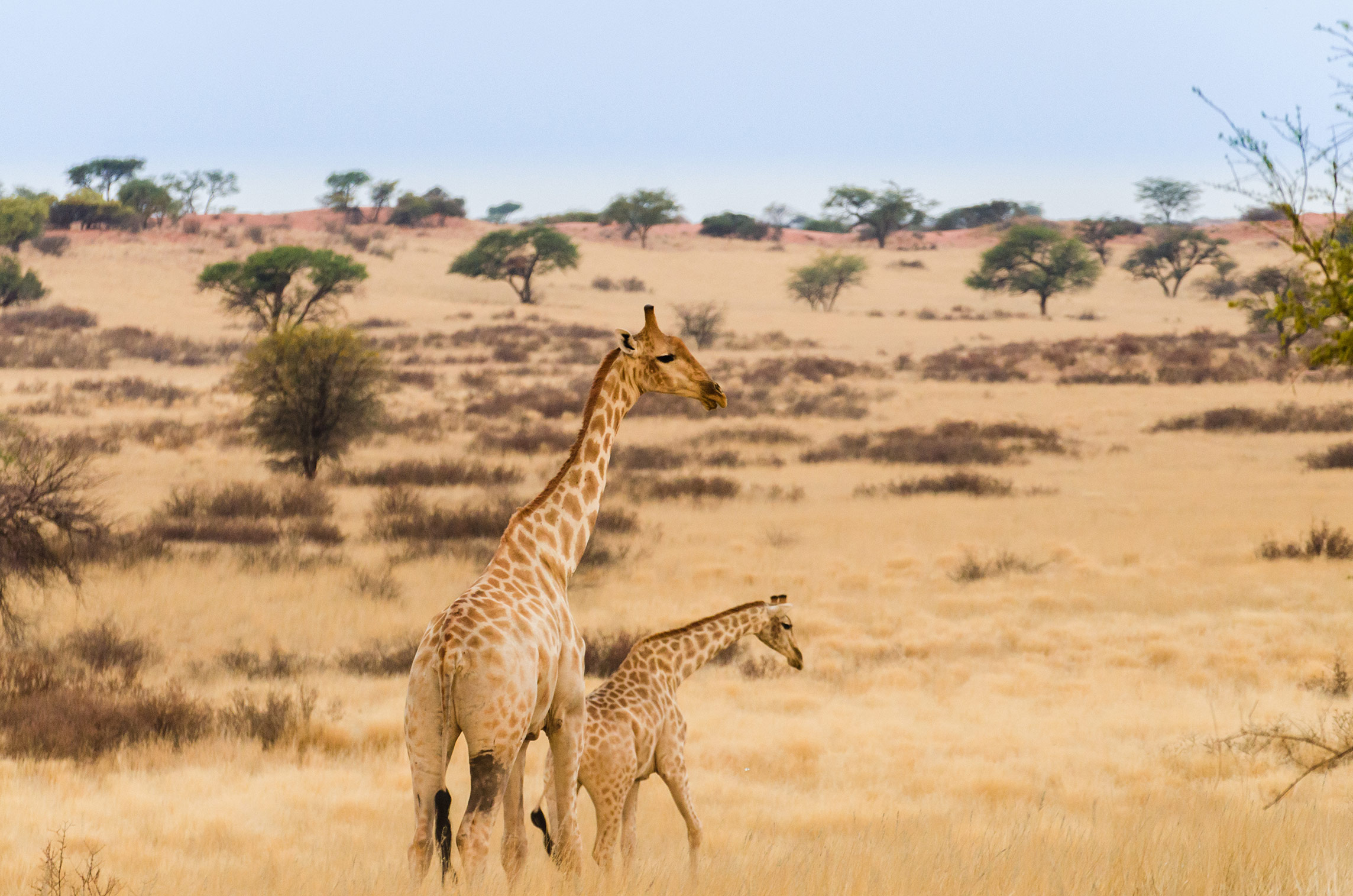 Giraffen in der Kalahari