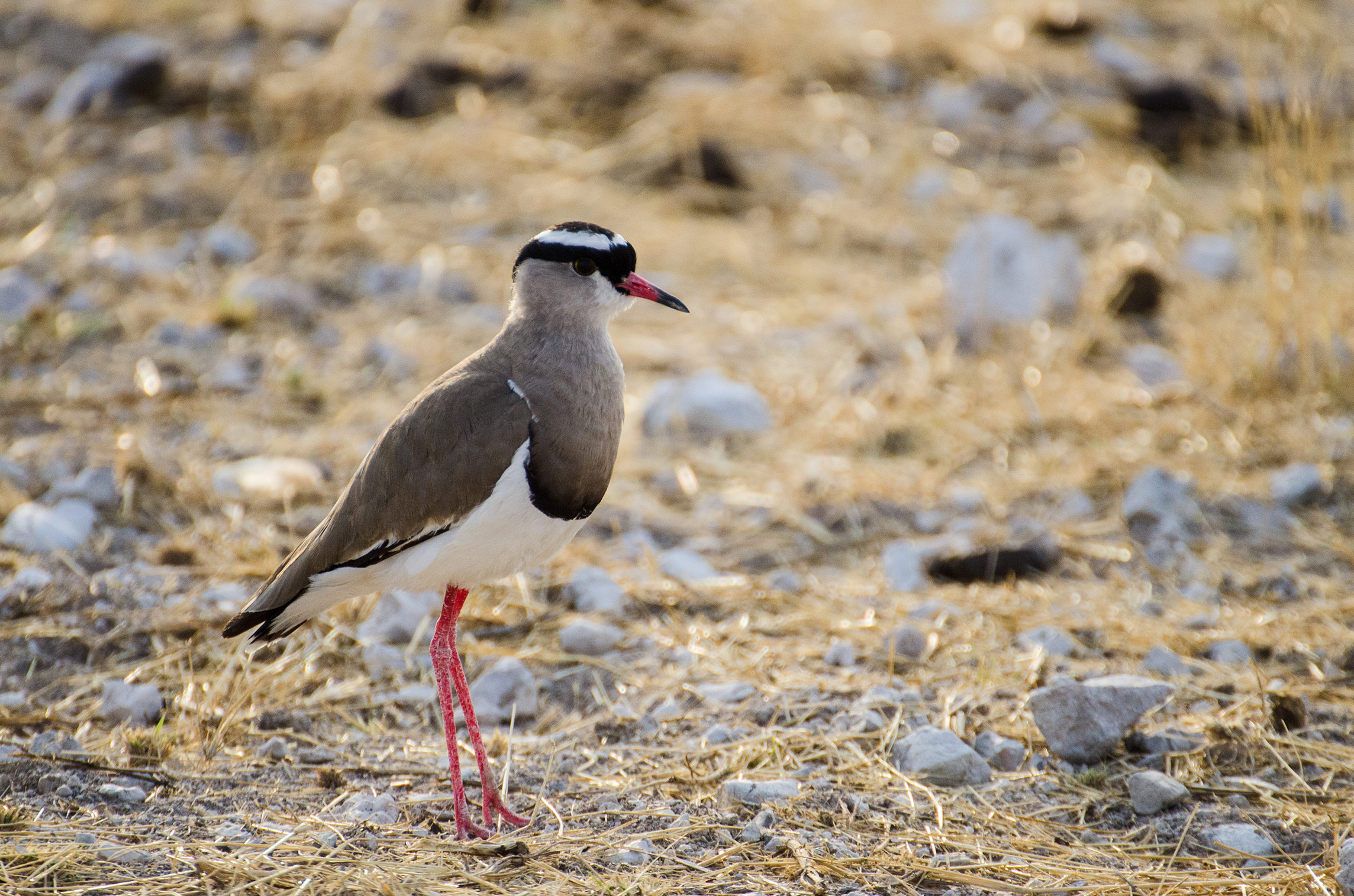 Kronenkiebitz, Etosha Nationalpark