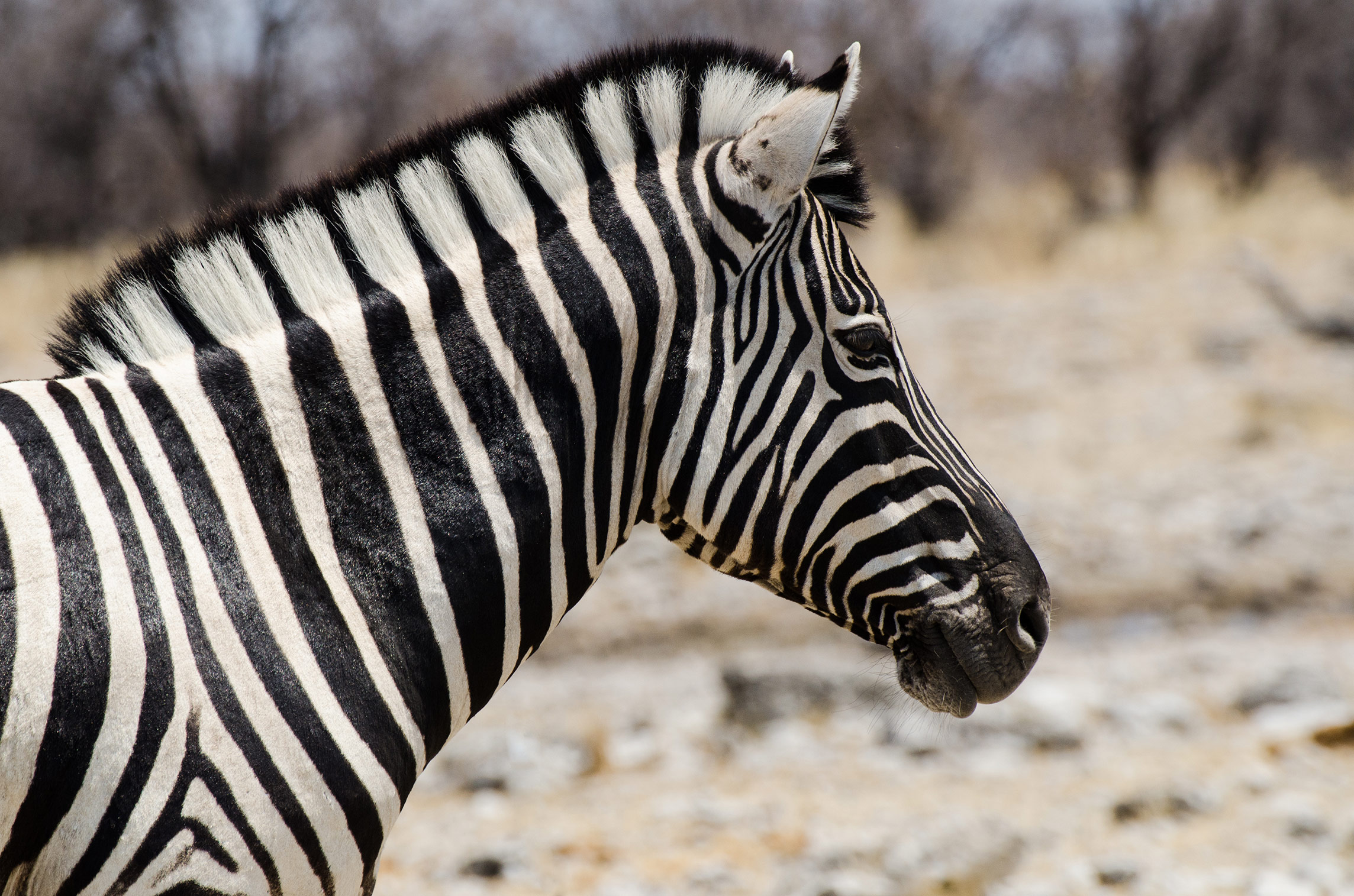 Zebra, Etosha Nationalpark