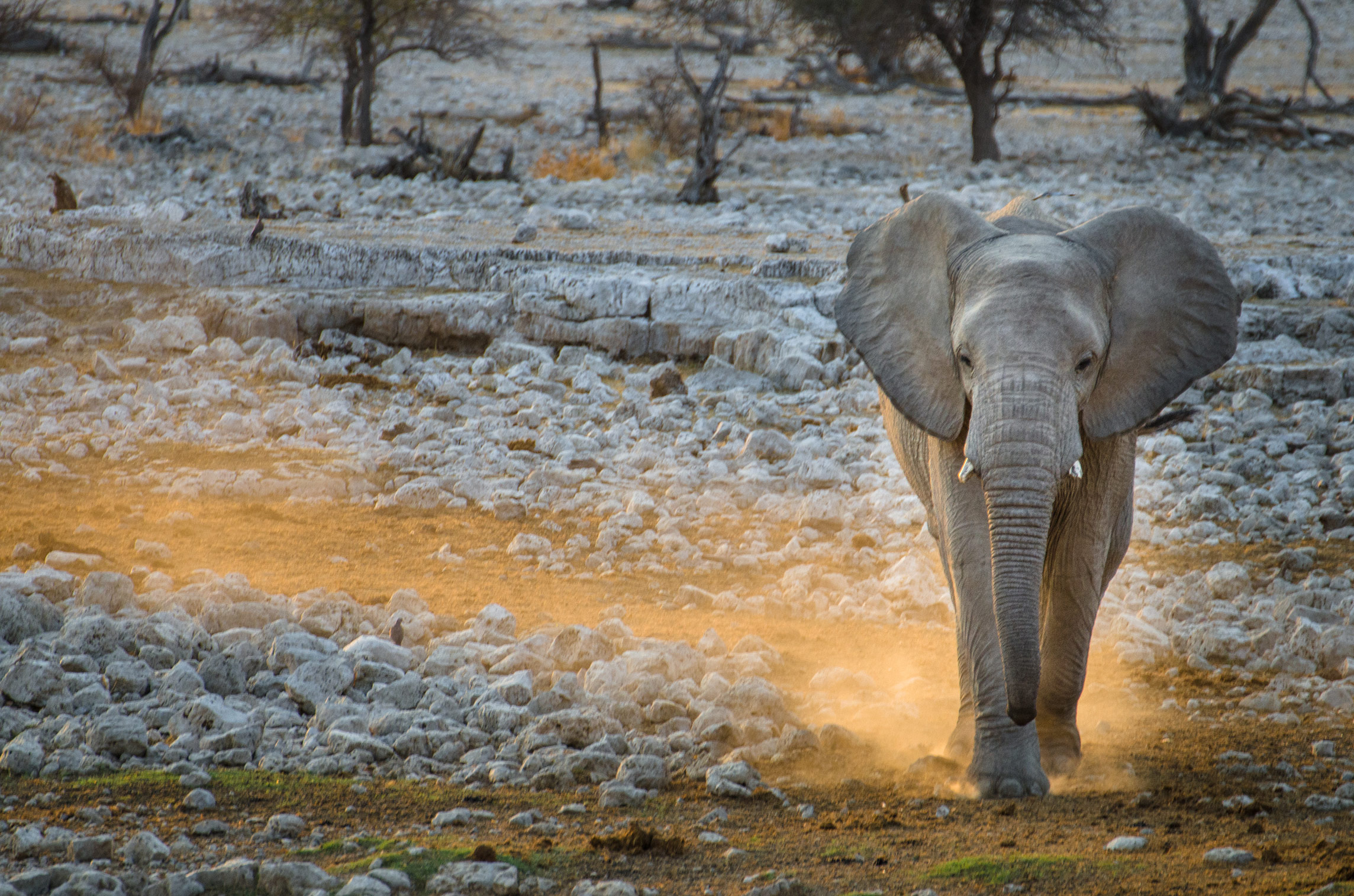 Elefant, Okaukuejo-Wasserloch, Etosha Nationalpark