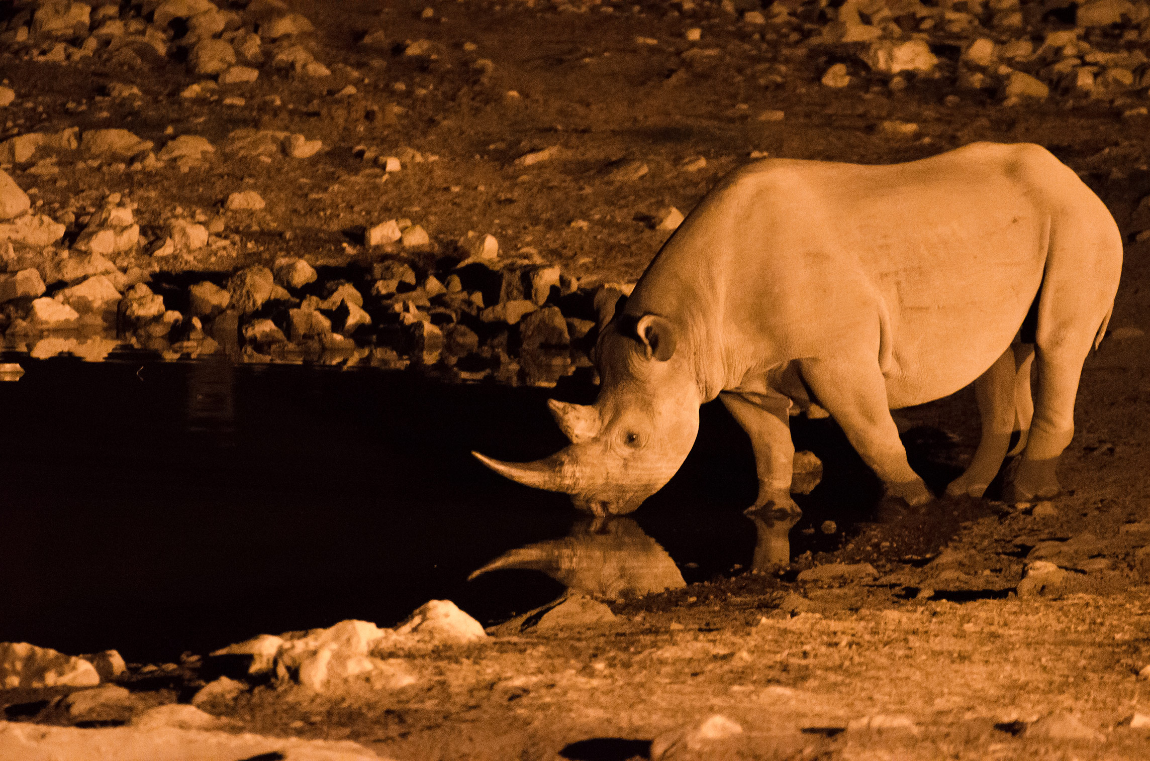 Nashorn, Okaukuejo-Wasserloch, Etosha Nationalpark