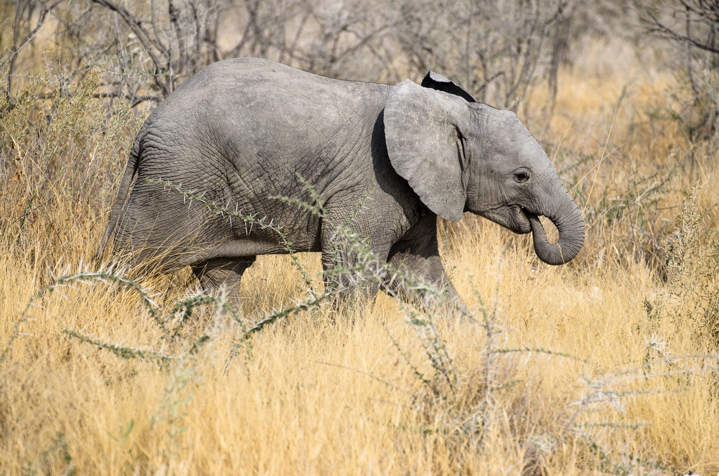 Babyelefant, Etosha Nationalpark