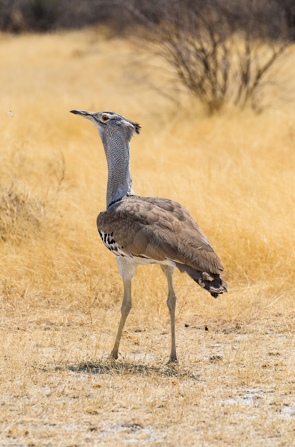 Riesentrappe, Etosha Nationalpark