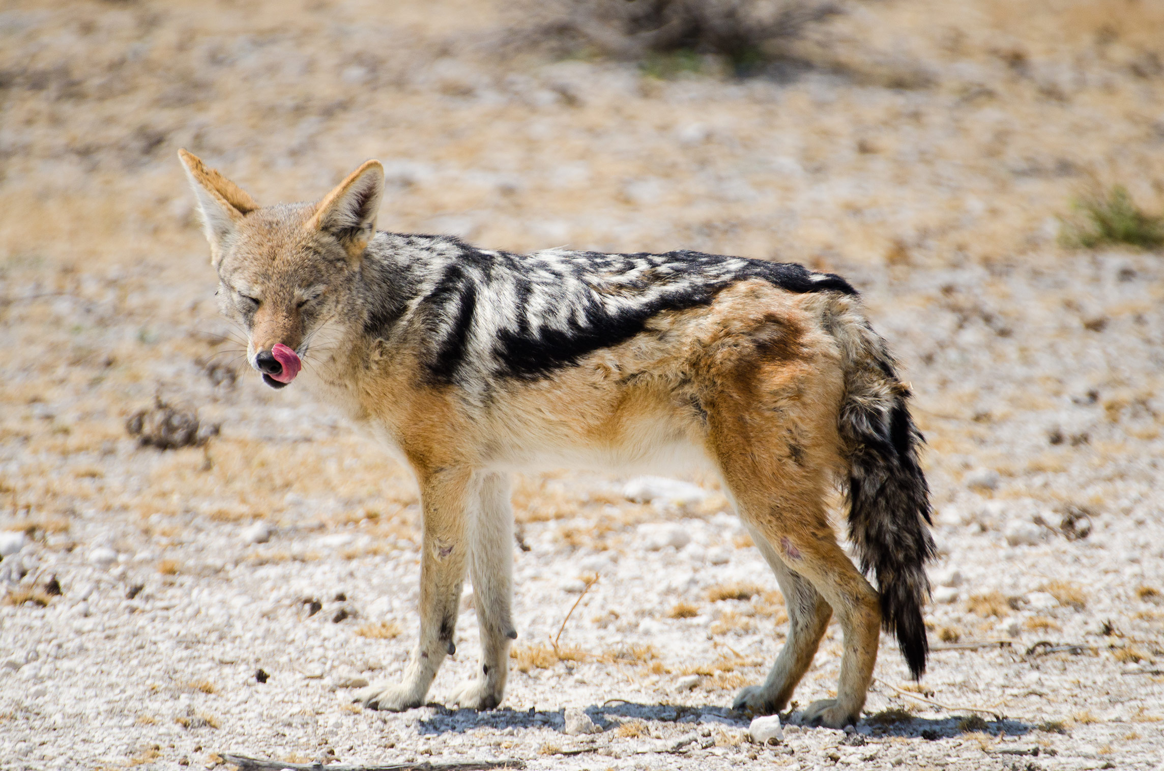 Schabrackenschakal, Etosha Nationalpark