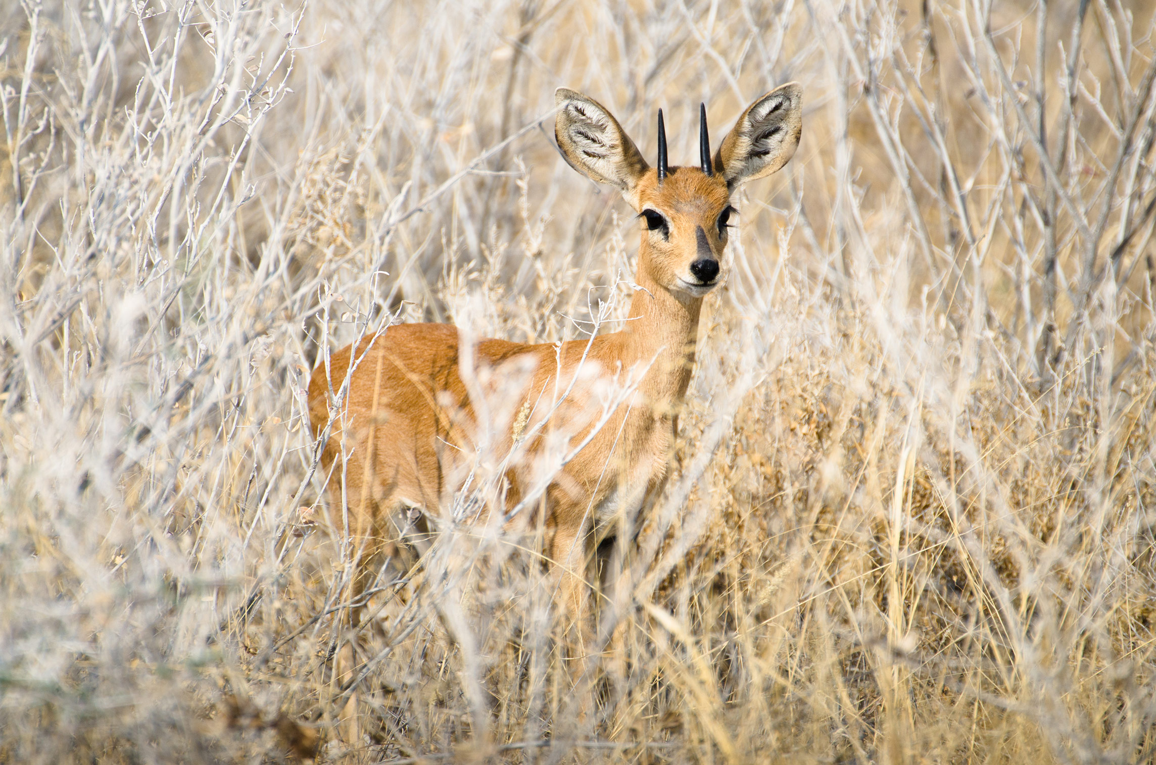 Steinbock, Etosha Nationalpark