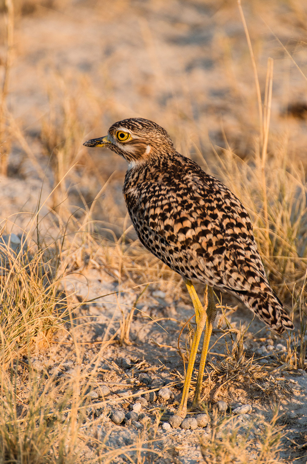 Kaptriel, Etosha Nationalpark