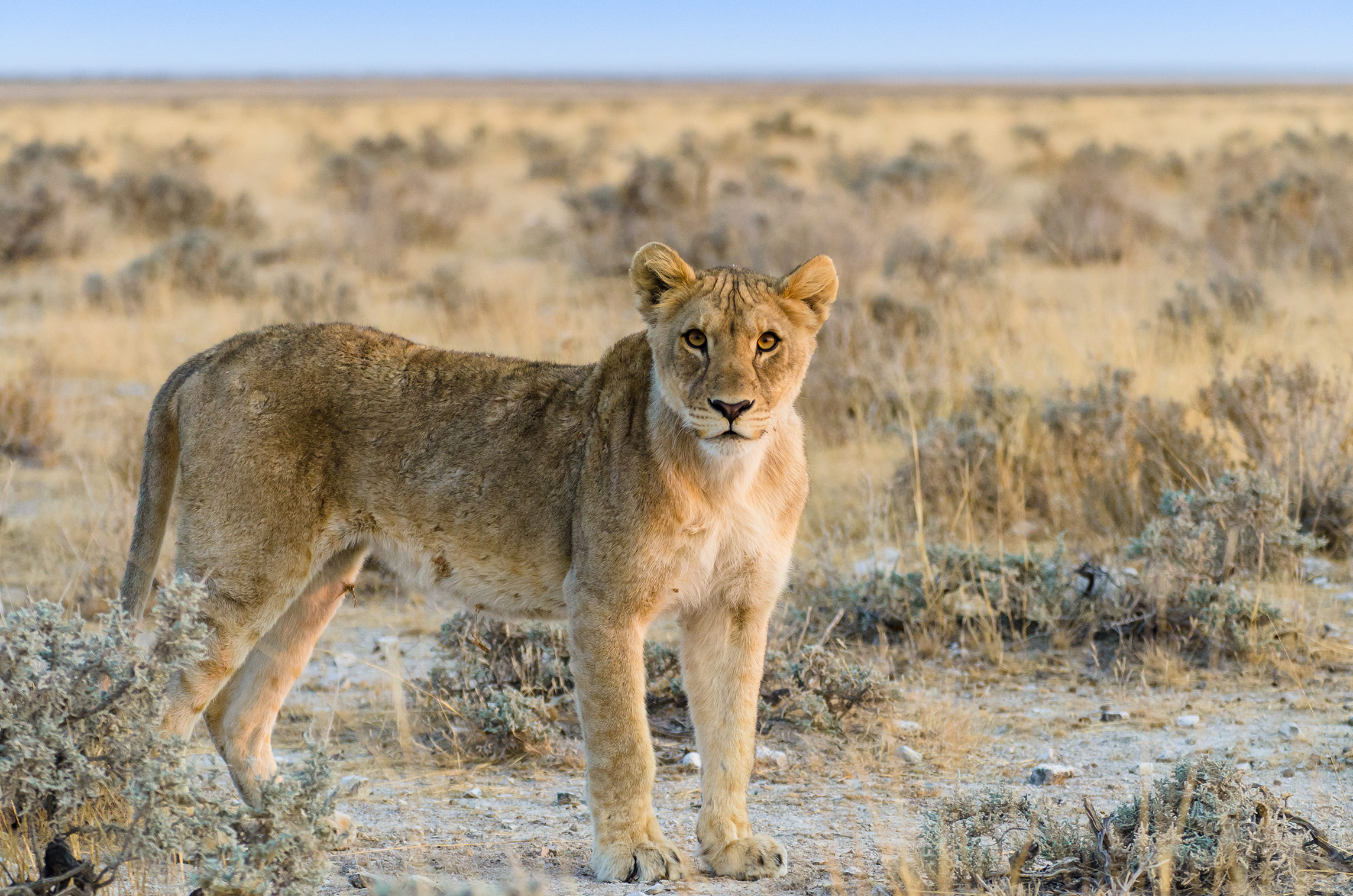 Löwin, Etosha Nationalpark
