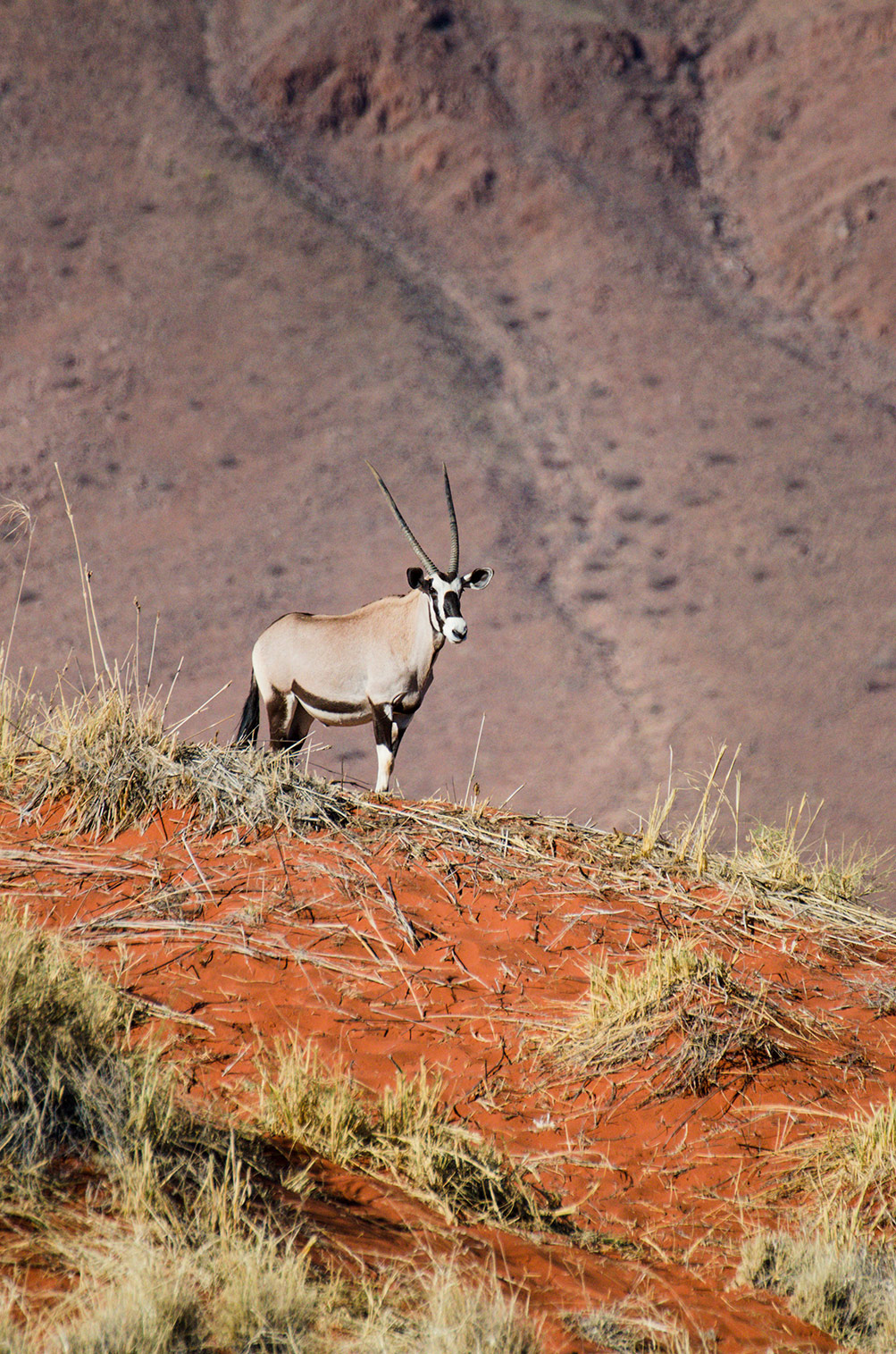 Oryxantilope, Wolwedans