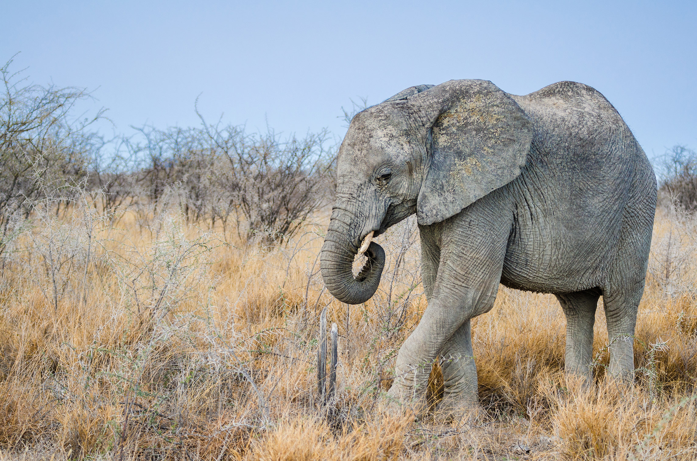 Elefant, Etosha Nationalpark