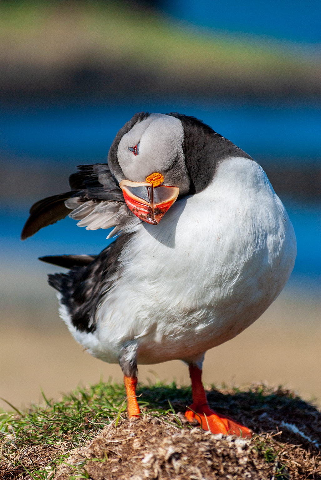 Papageitaucher, Lunga