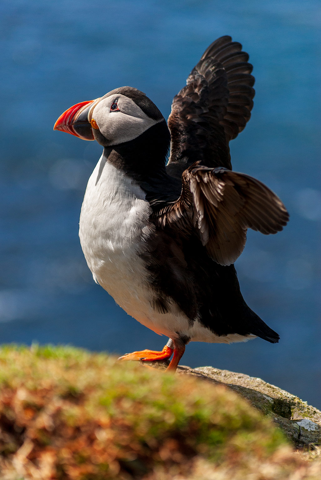 Papageitaucher, Lunga