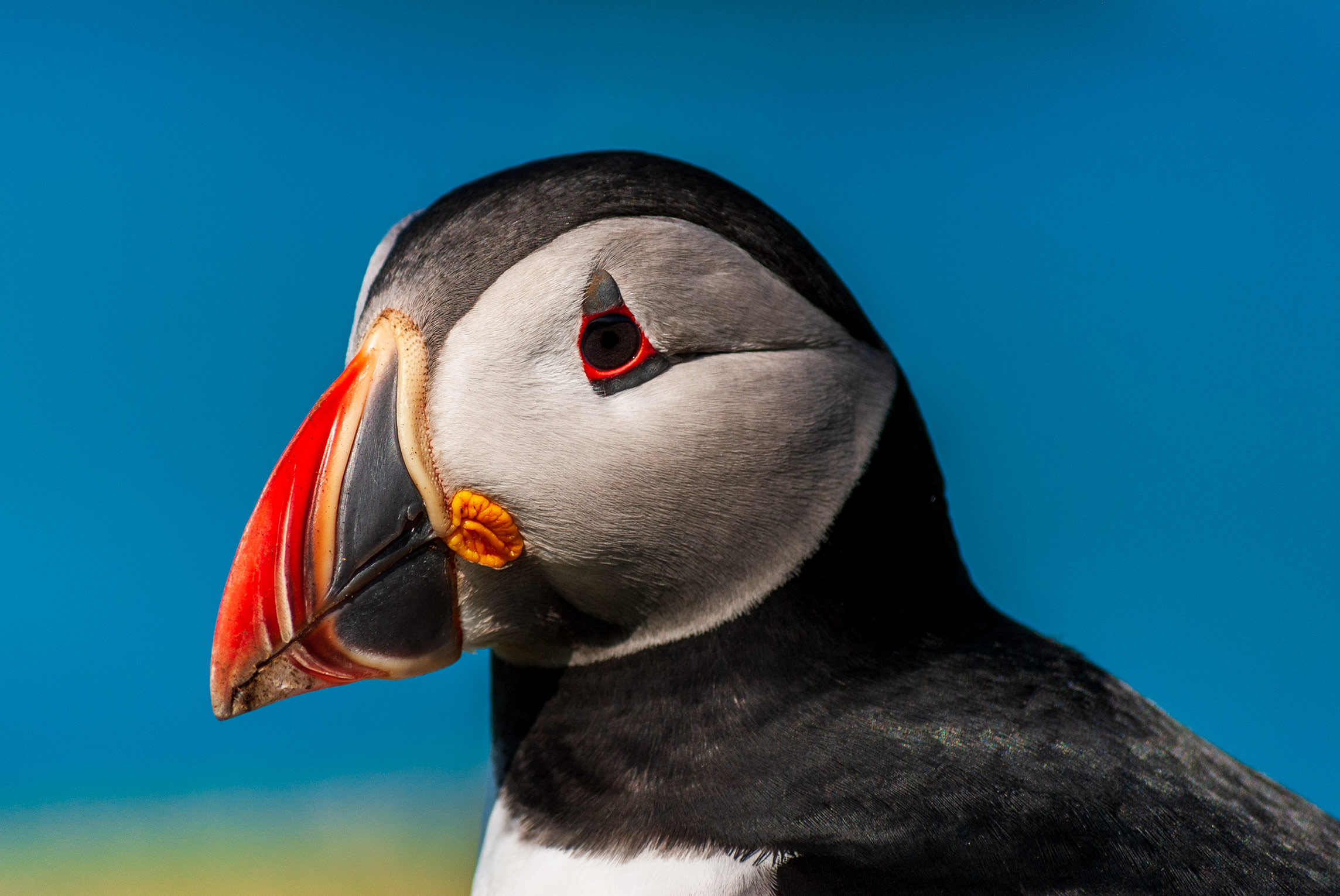 Papageitaucher, Lunga
