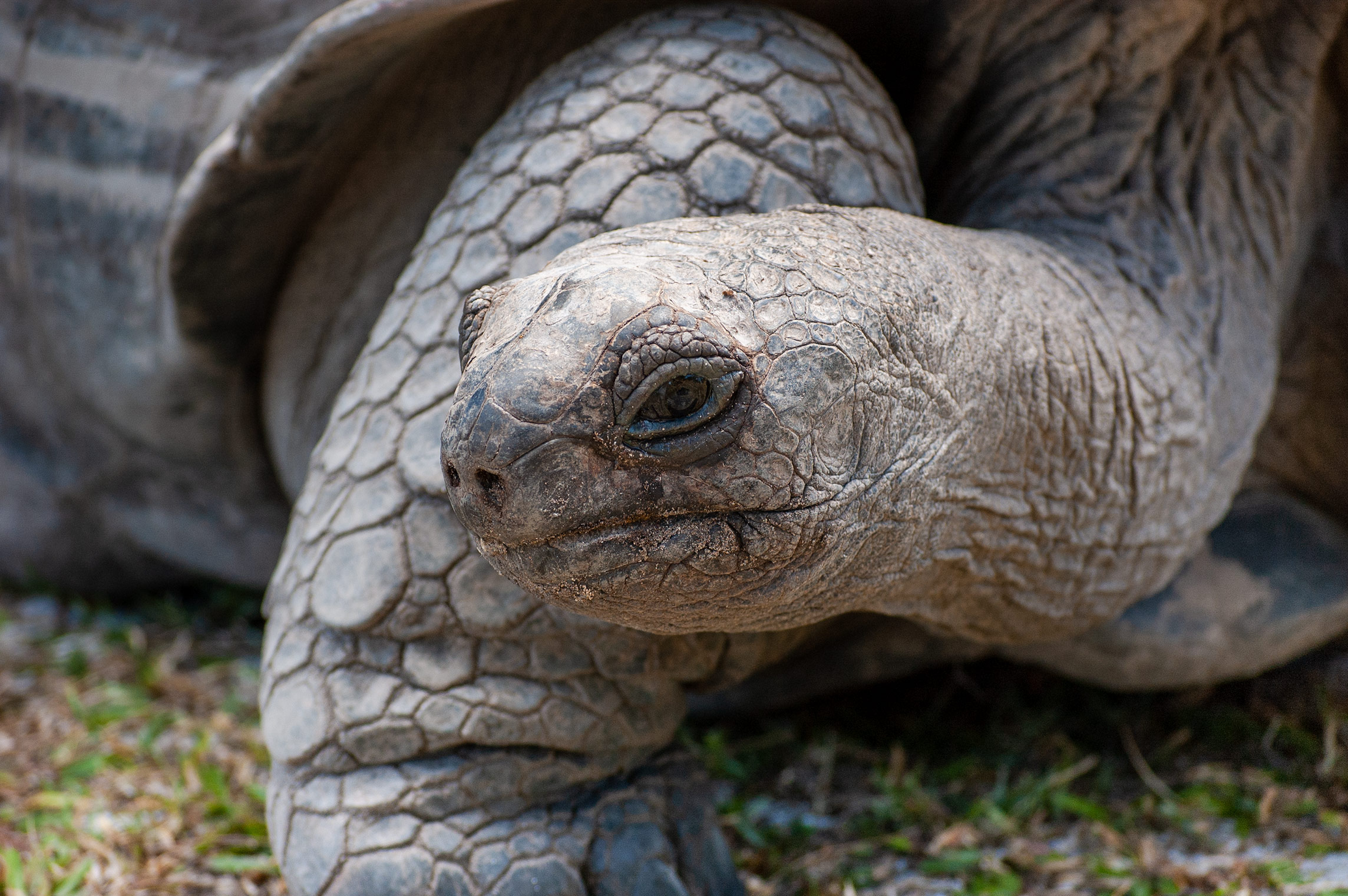 Riesenschildkröte, Curieuse
