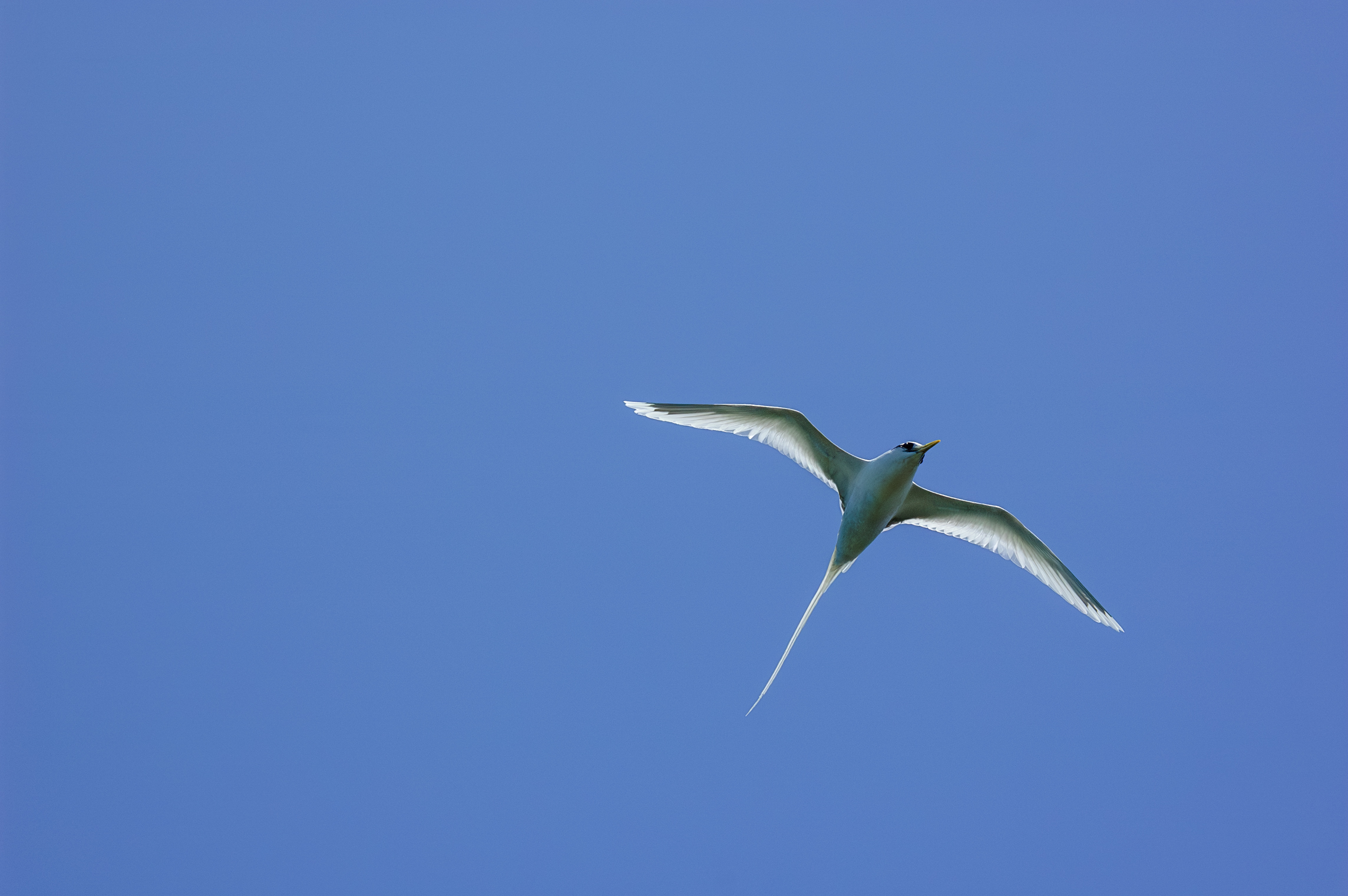 Tropical White Tail Bird