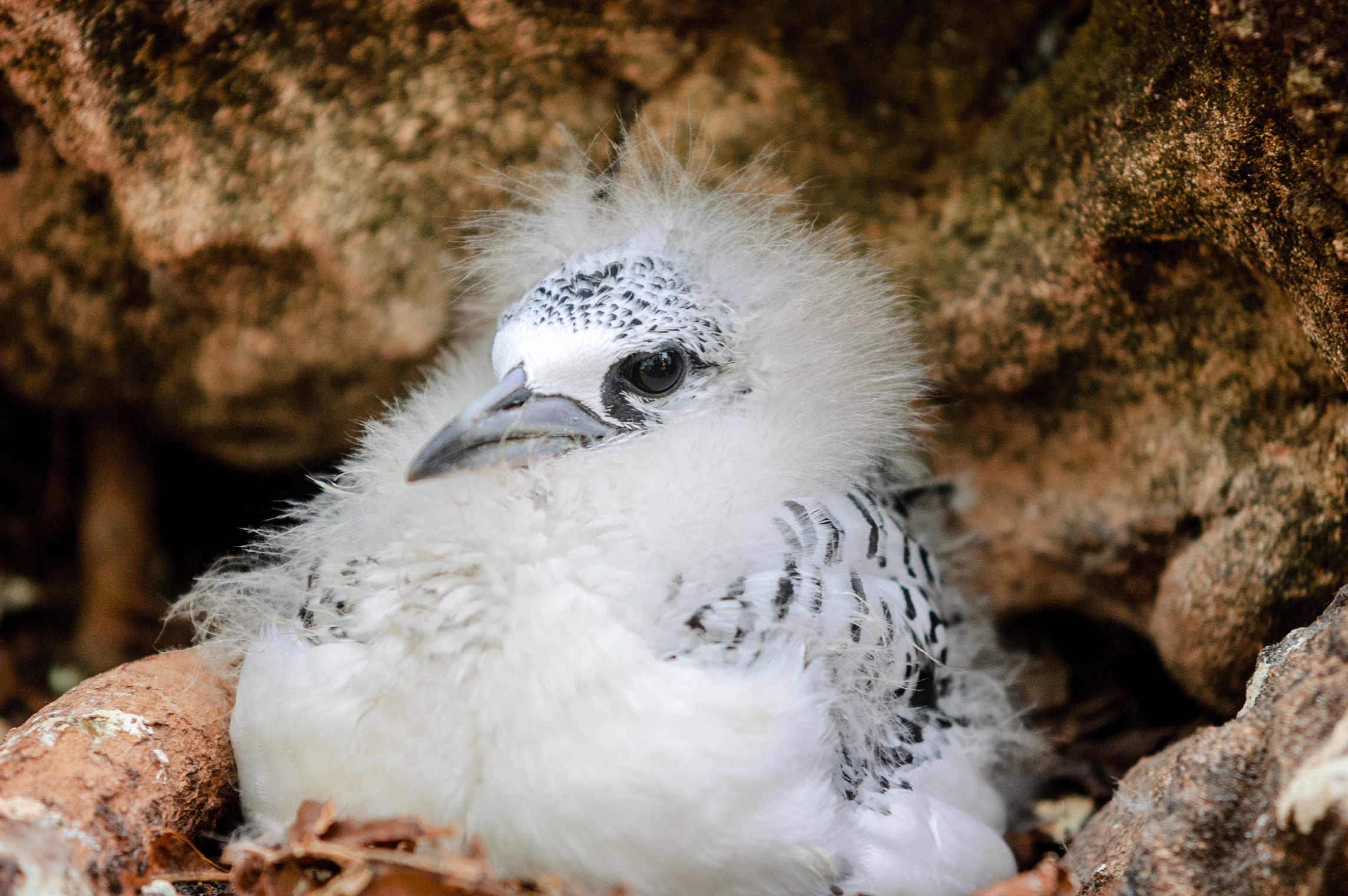 Küken des »Tropical White Tail Bird«, Cousin