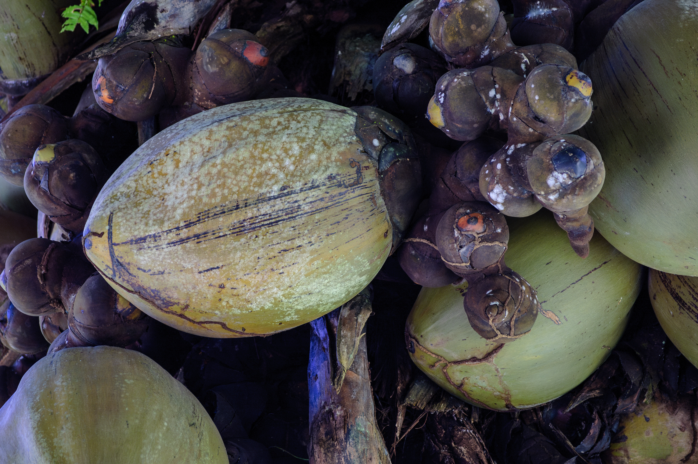 Coco De Mer