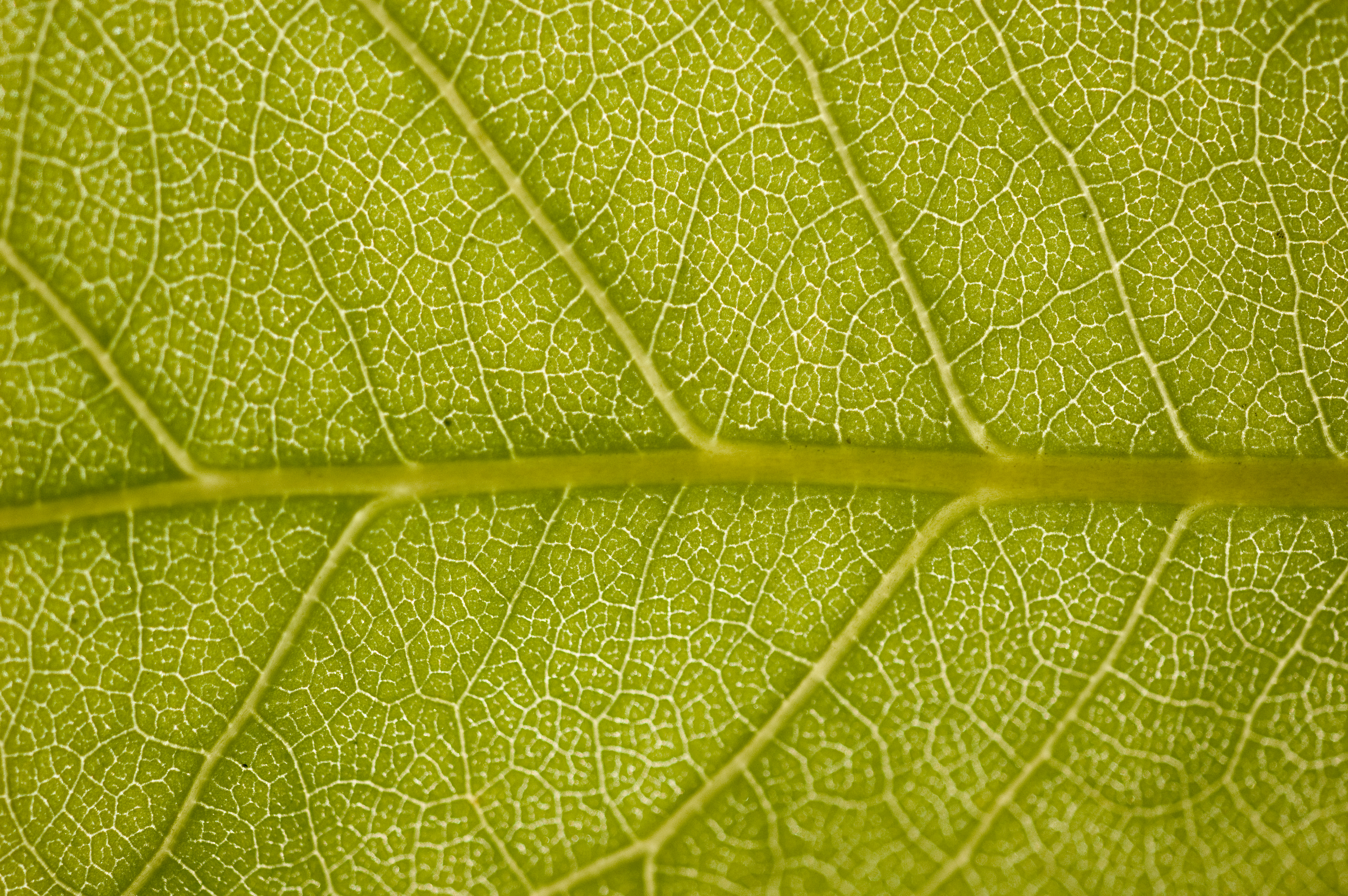 Detail Blatt
